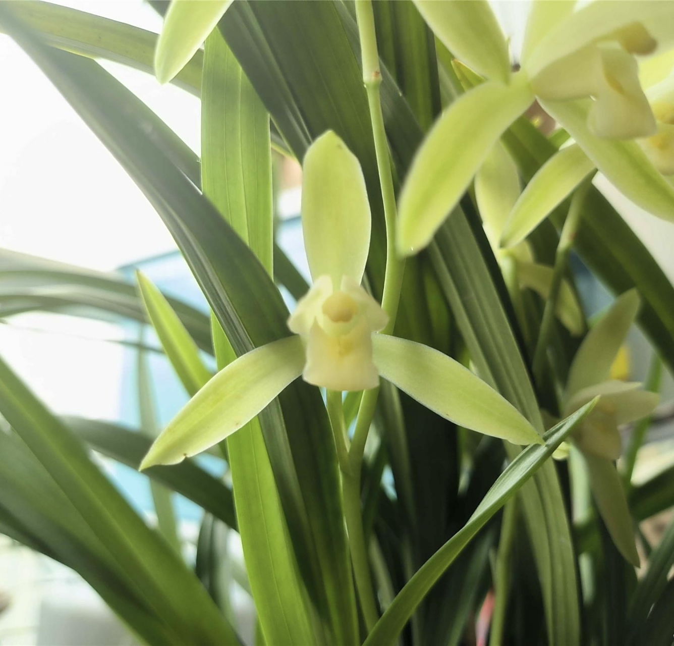 在兰花的世界里,龙岩素兰花犹如一位低调的高贵贵族,她不仅拥有光泽油