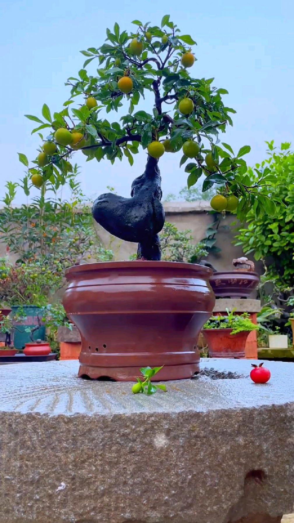 给这盆坨坨金弹子理理发,大家评价一下我理的咋样-度小视