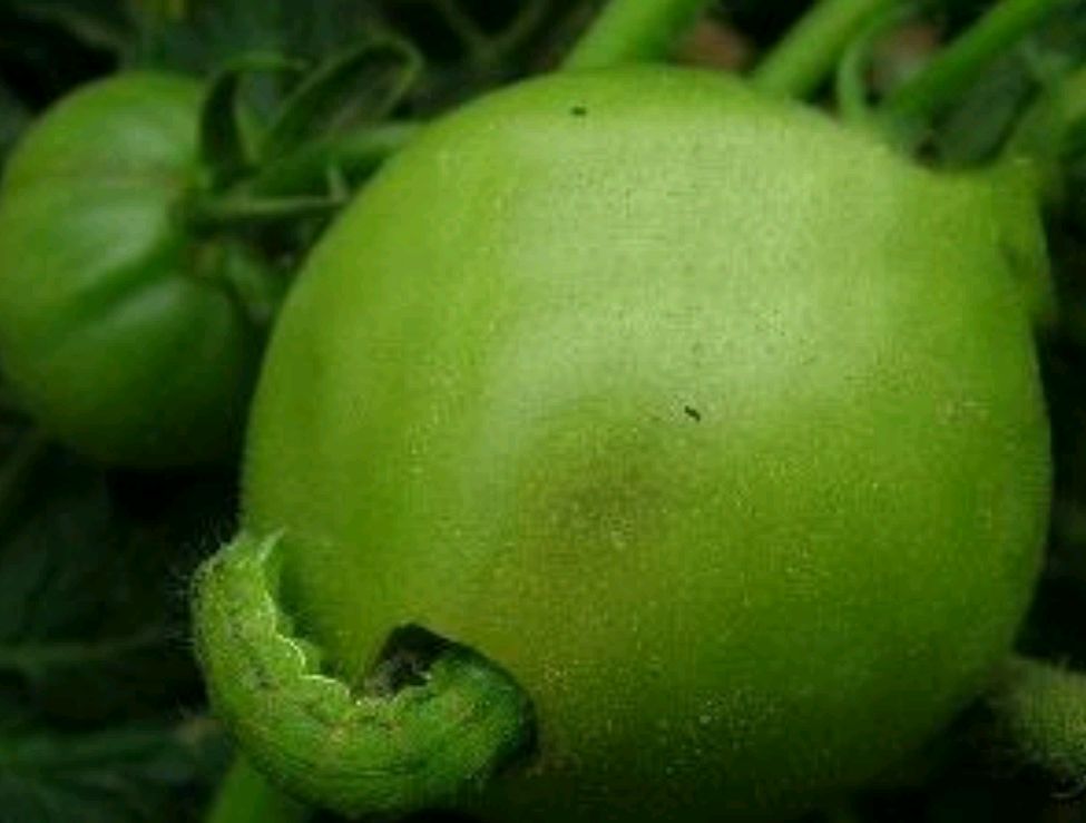 番茄虫害——棉铃虫