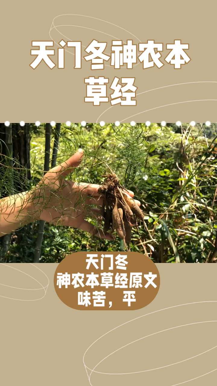 每天认识一味中草药(天门冬)