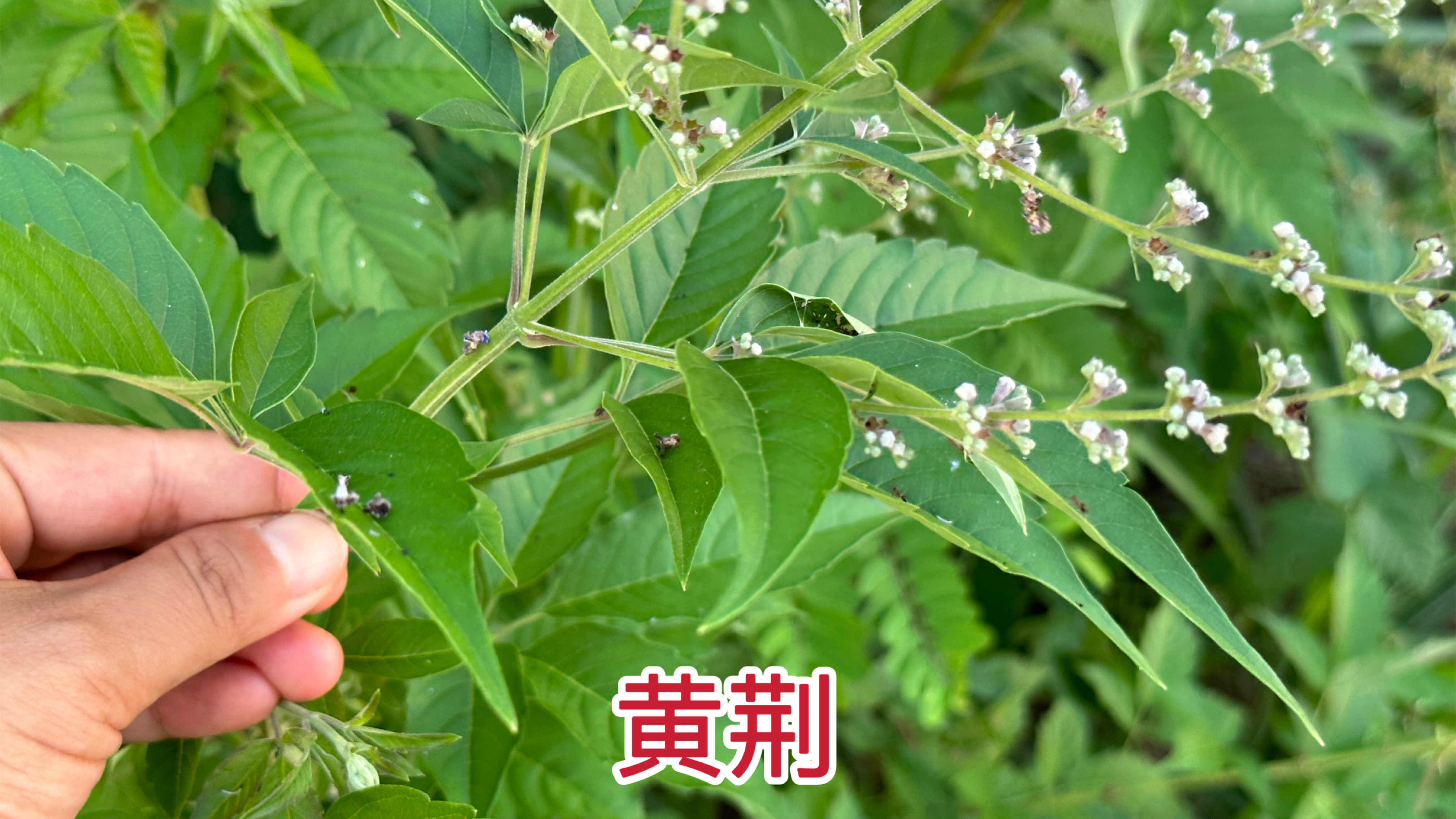 农村路边常见的“黄荆”,原来有这么大的价值,这4个用途厉害了