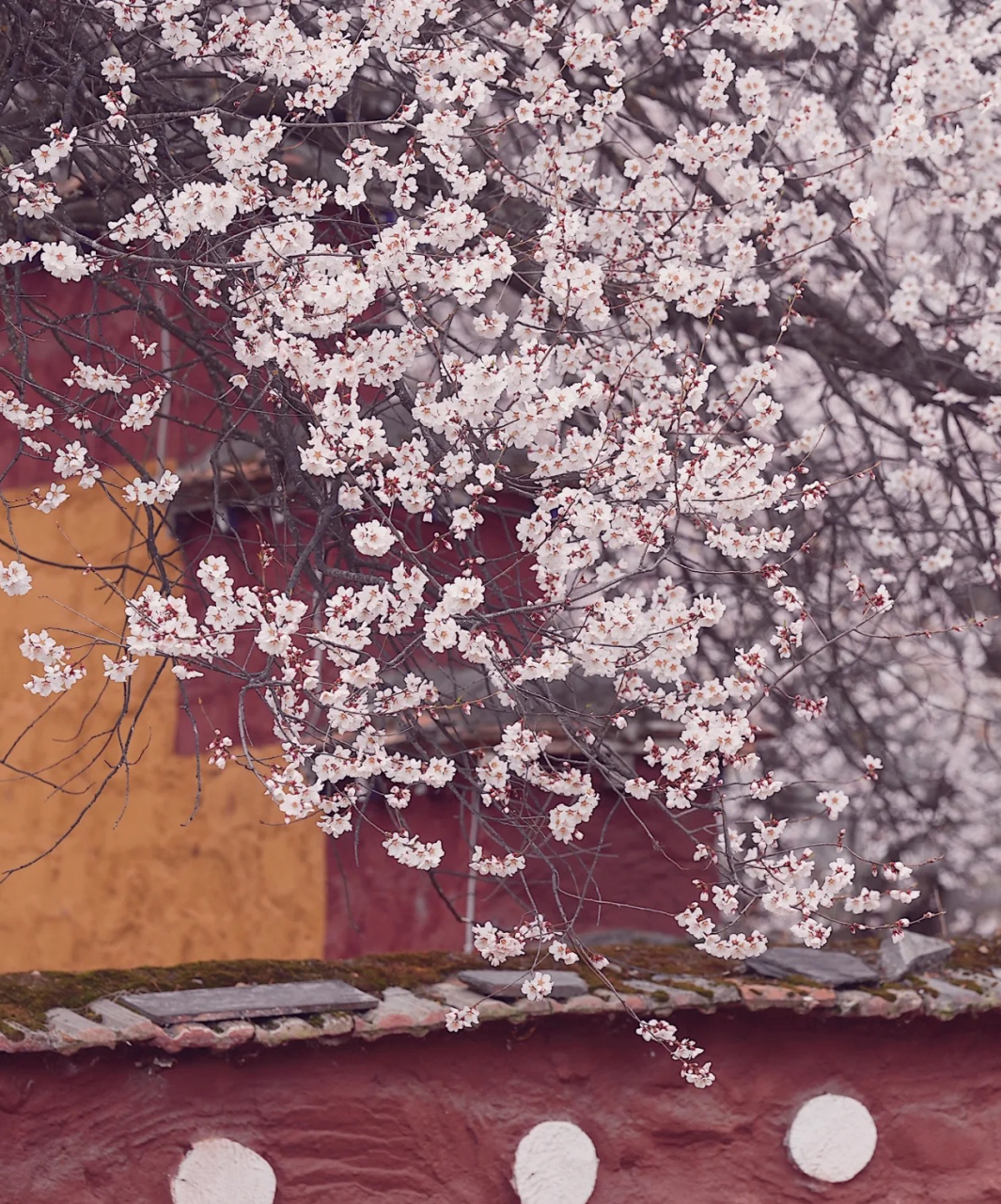 1454年倾多寺&千年桃花树