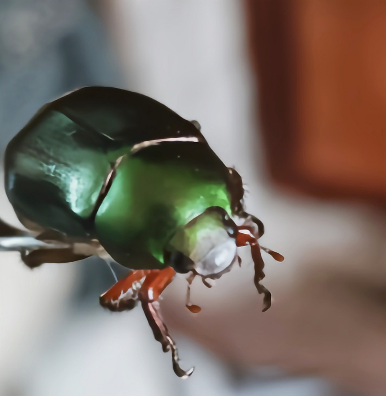 每天认识一种昆虫——红脚绿丽金龟 红脚绿丽金龟是鞘翅目丽金龟科