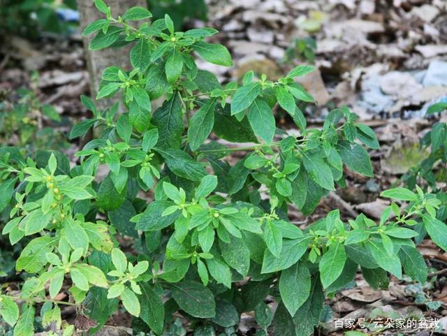 农村一野草,人称"天门精",叶子能治疗牙痛,如需要,不妨一试