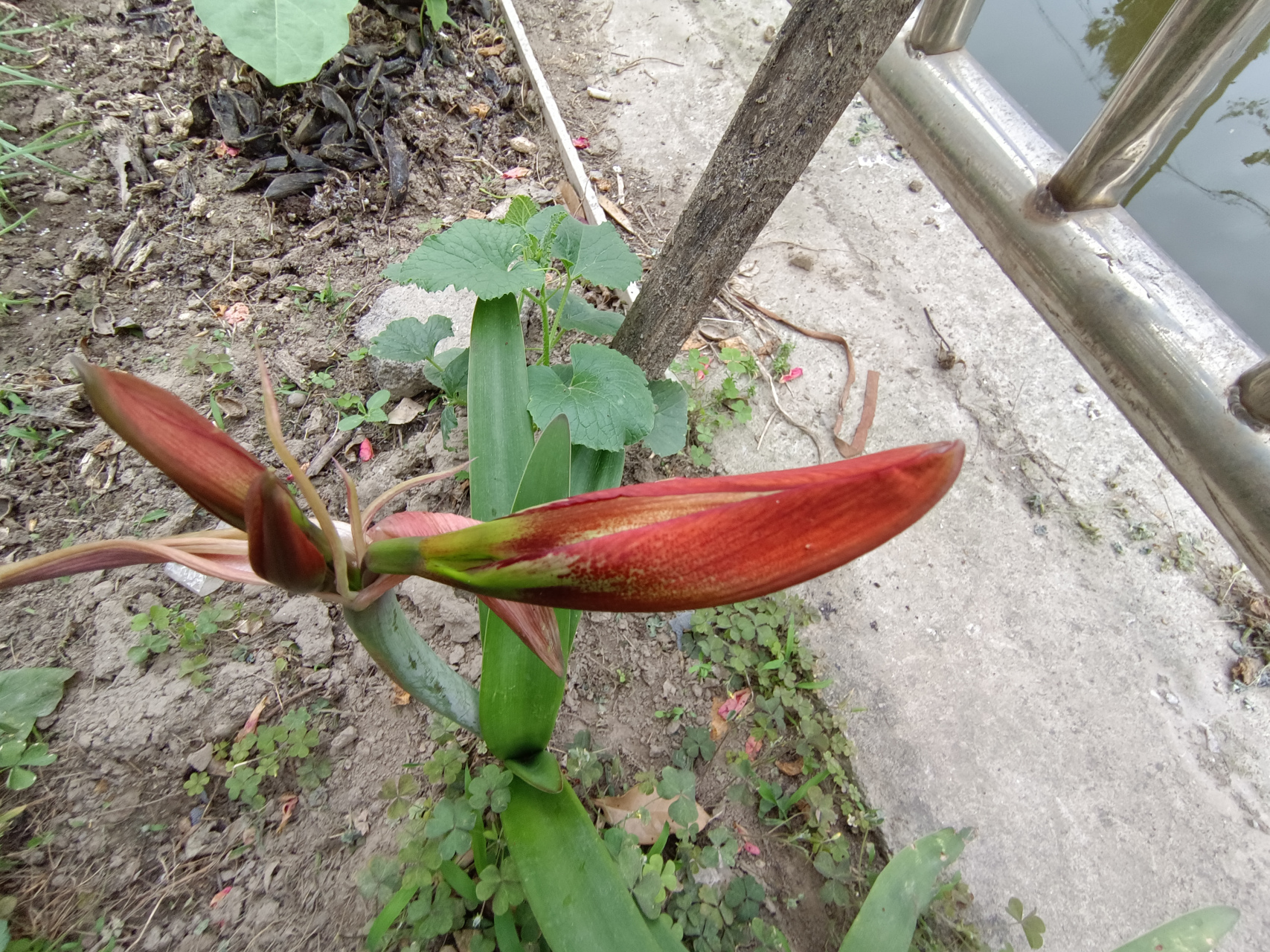 早上的快乐来自朱顶红的花苞