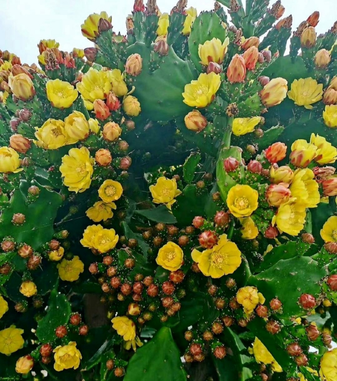仙人掌开花了,这花可以做菜吃不?