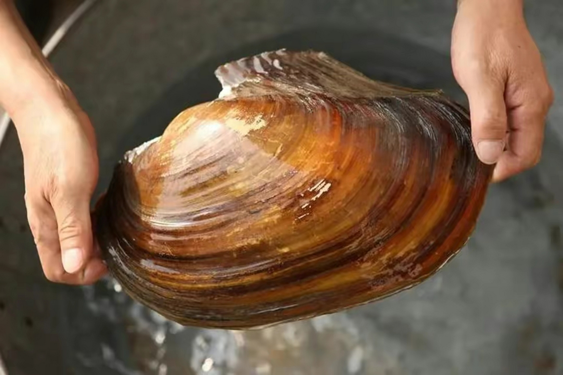 此外,河蚌的肉体也是人们常用的食材之一,还可用作