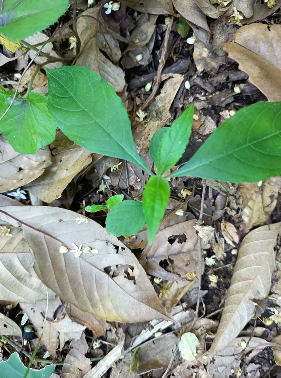 每天认识一种植物# 菜头肾主要价值 菜头肾全草或根入药,根富含酚性