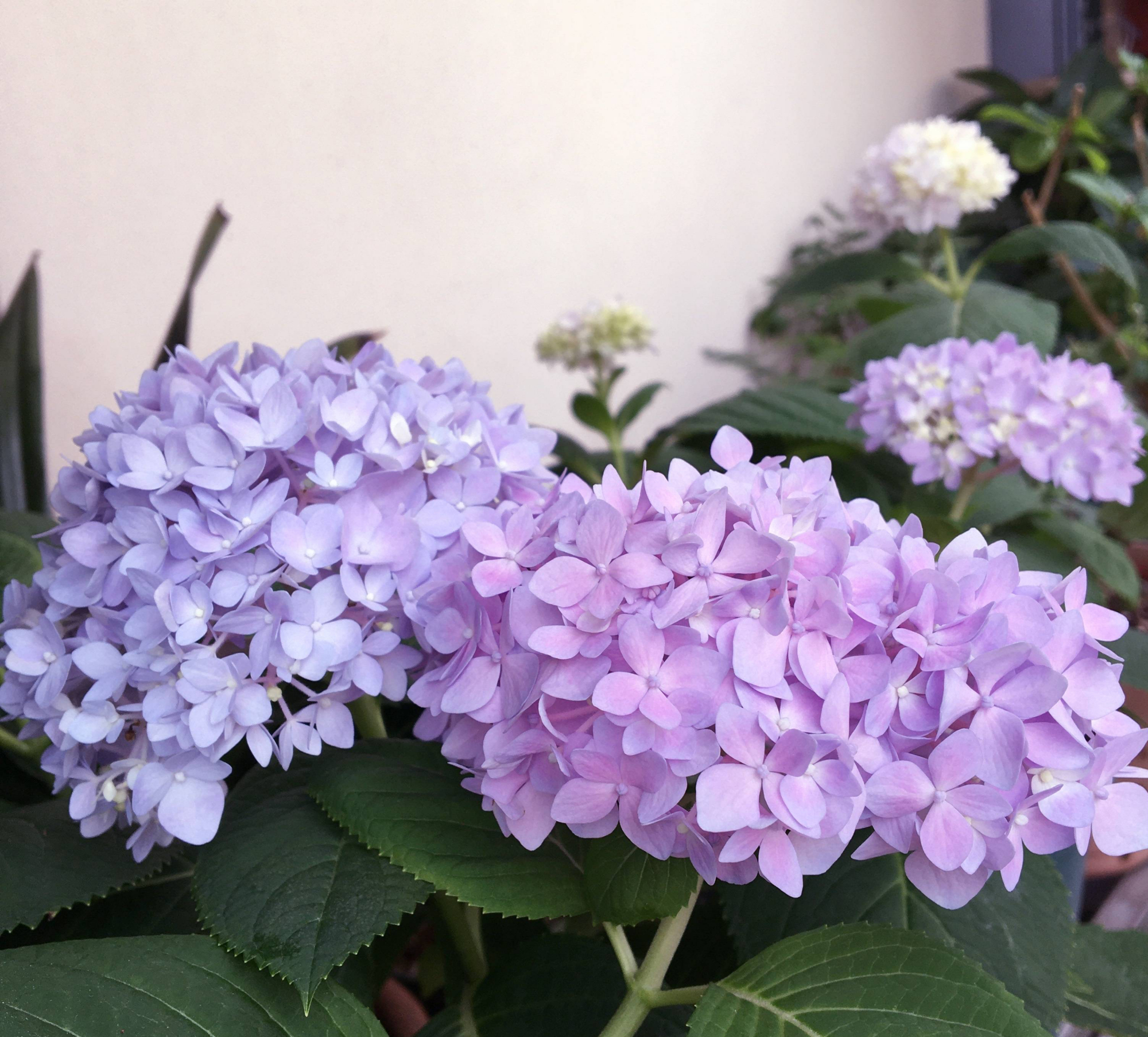 阳台养绣球花,做好4件事,花球大又多,春天开花很壮观