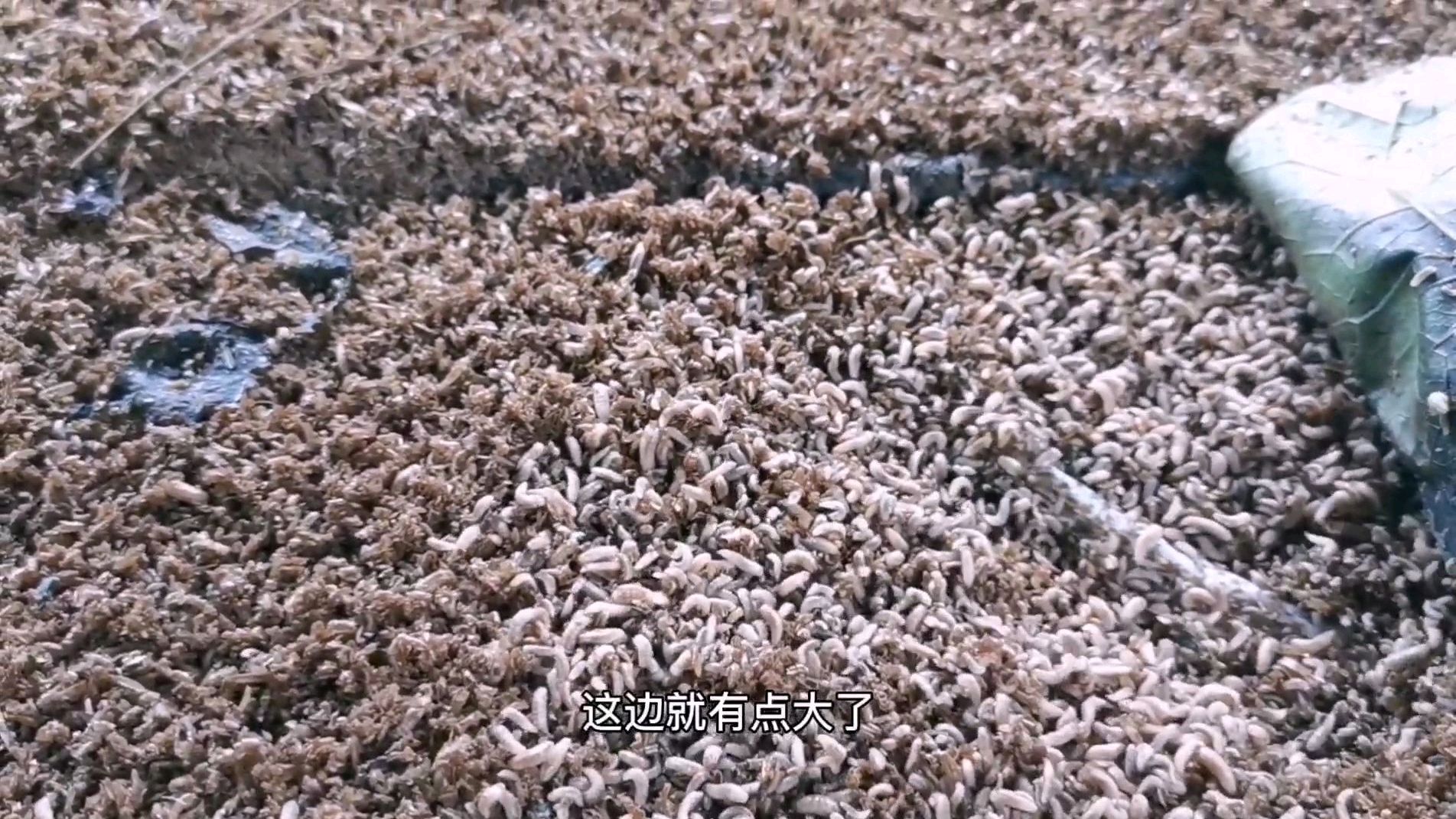 为提高鸡的品质,小谭又学养虫喂鸡,5天的虫子长的很漂亮