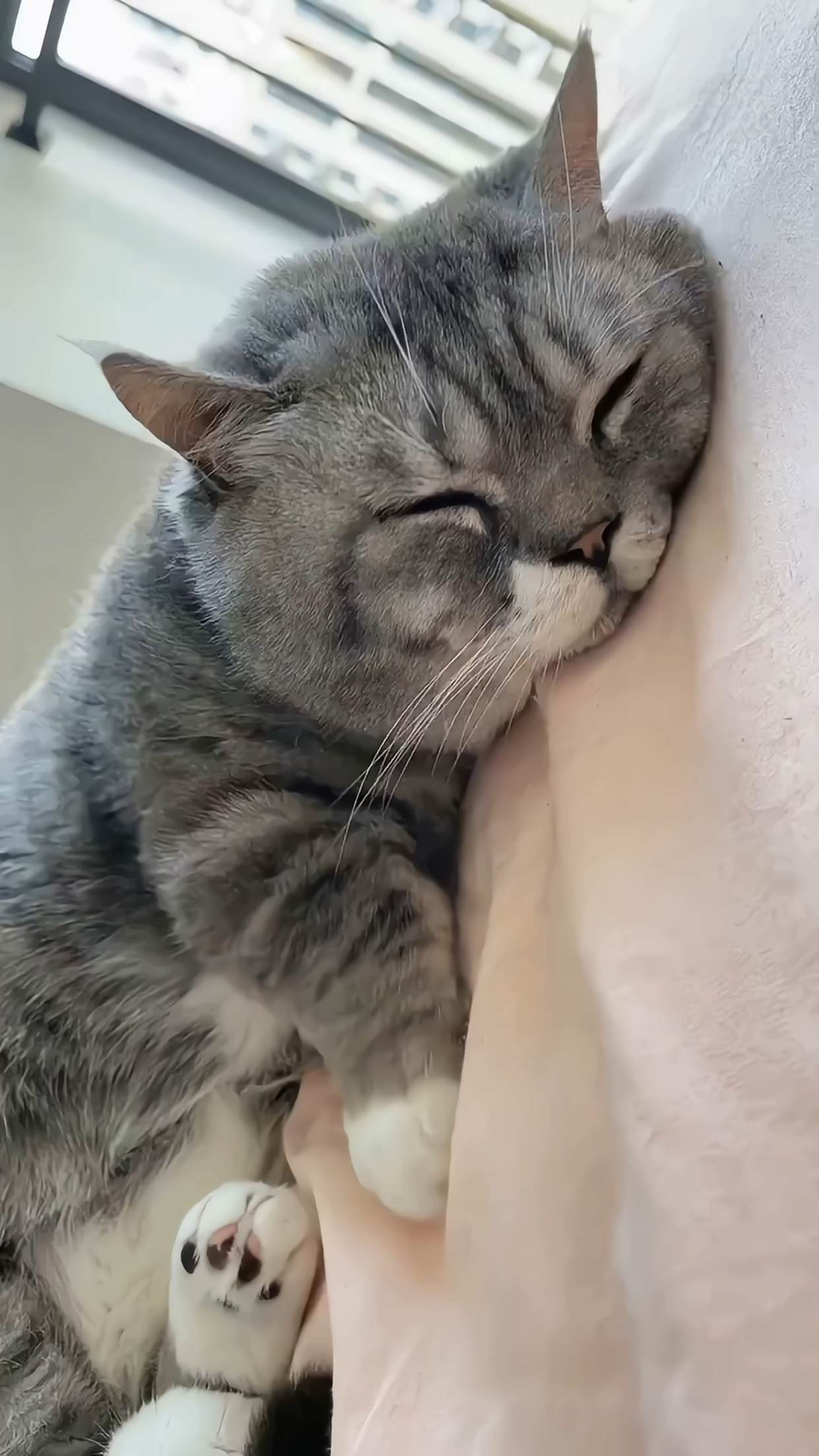 猫咪睡觉的真的是萌萌哒!