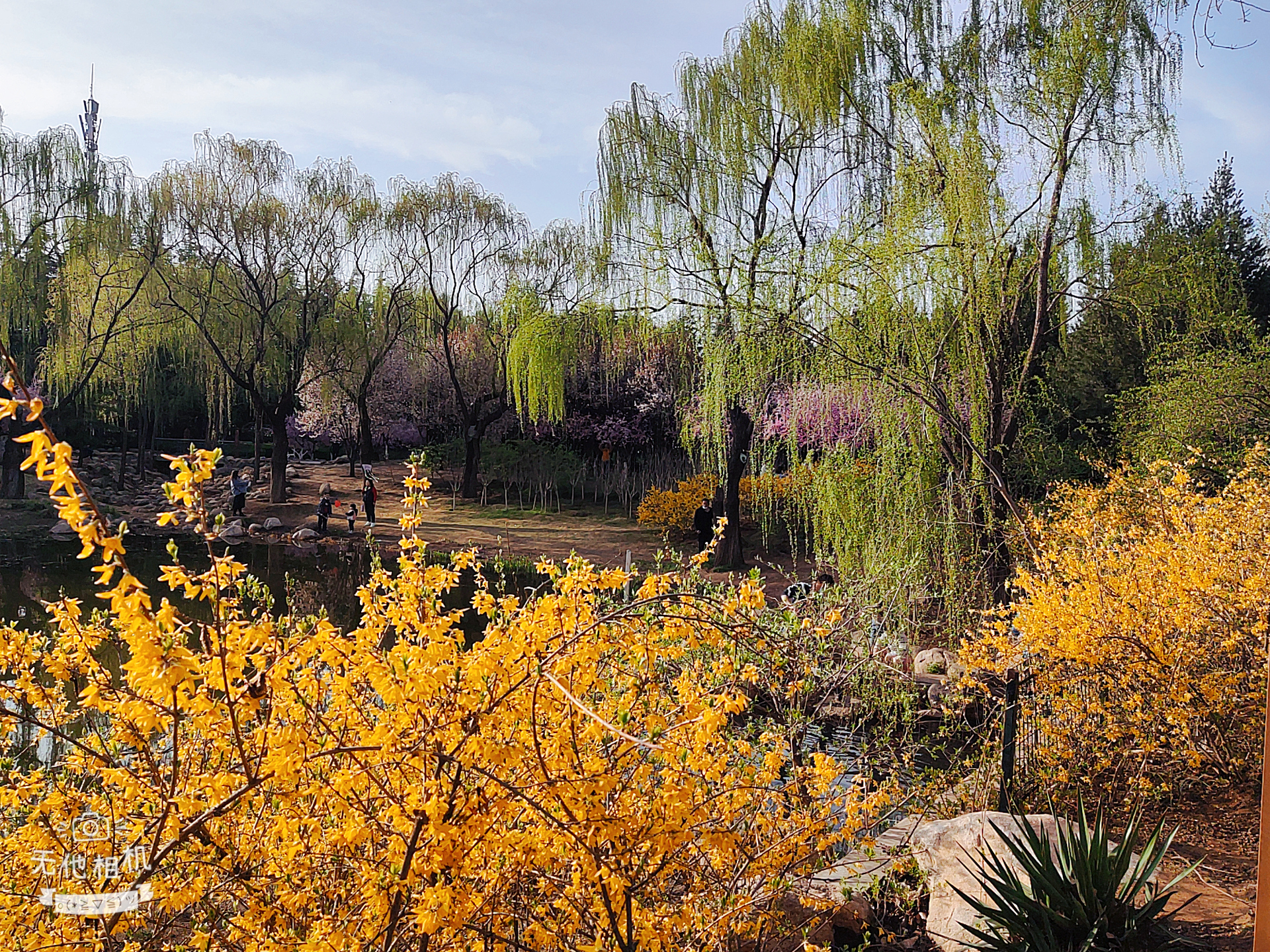 济南春游好去处-济南森林公园的春天美景如画,张张春天的美景壁纸