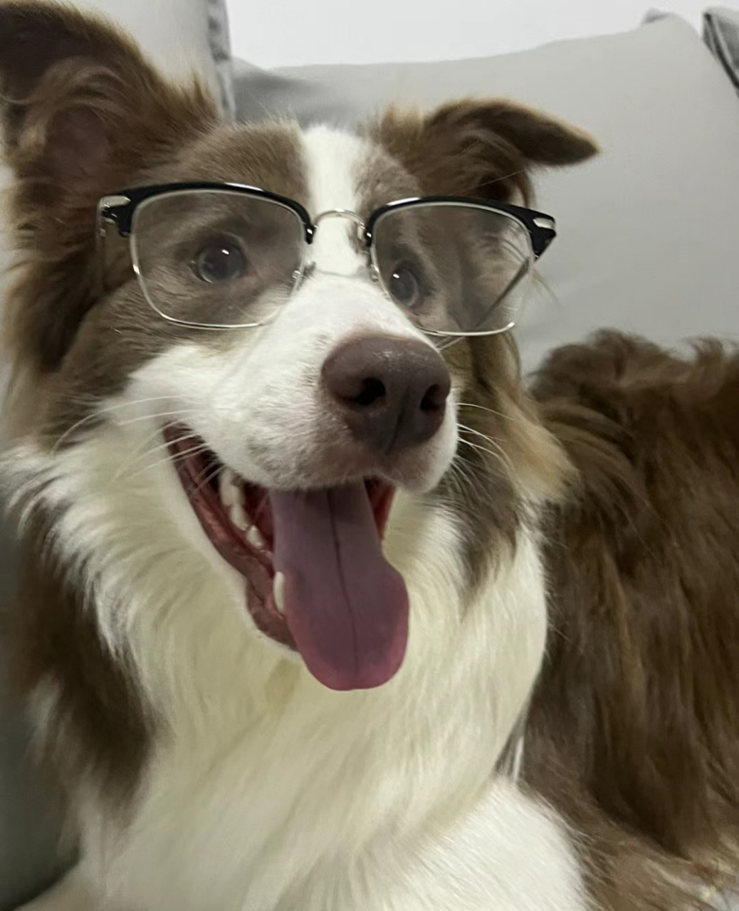 见过戴眼镜最帅的狗狗98