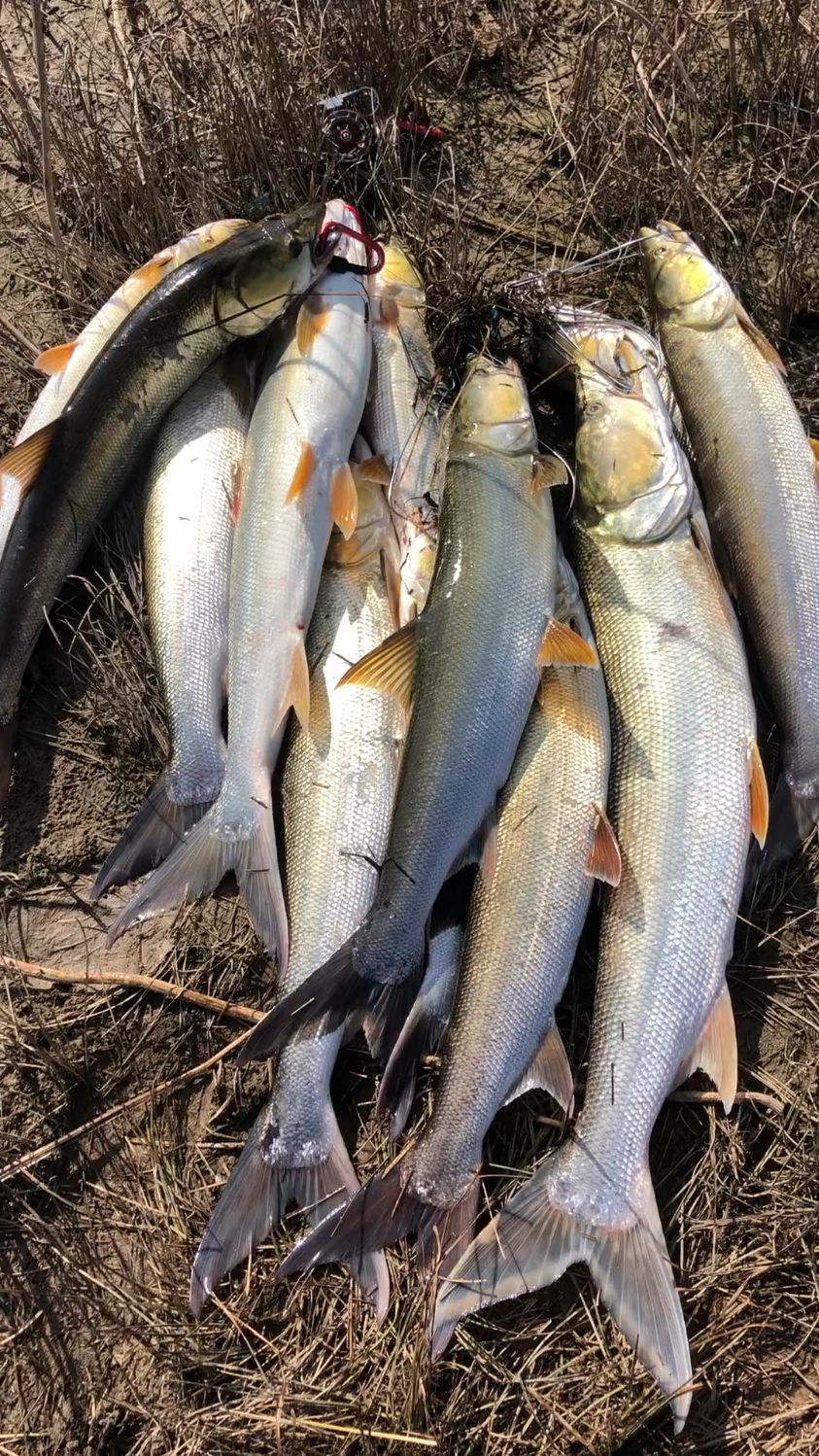 今年鳡鱼是怎么了,疯狂的一天!