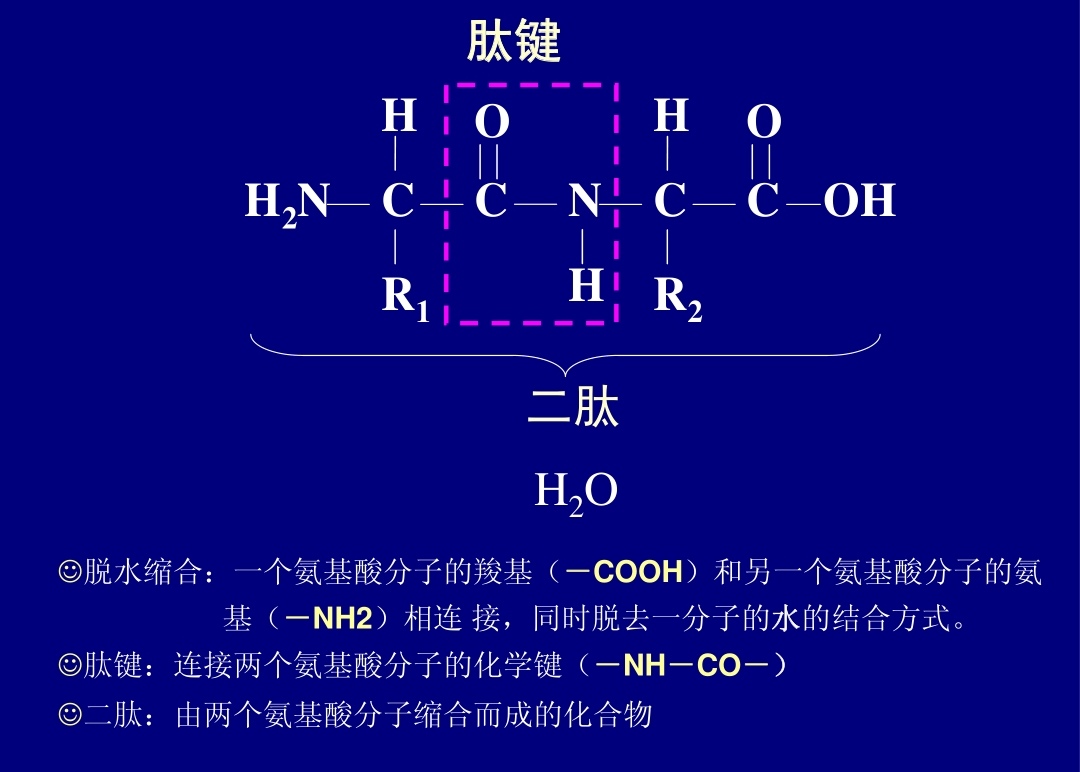 氨基酸肽链图片