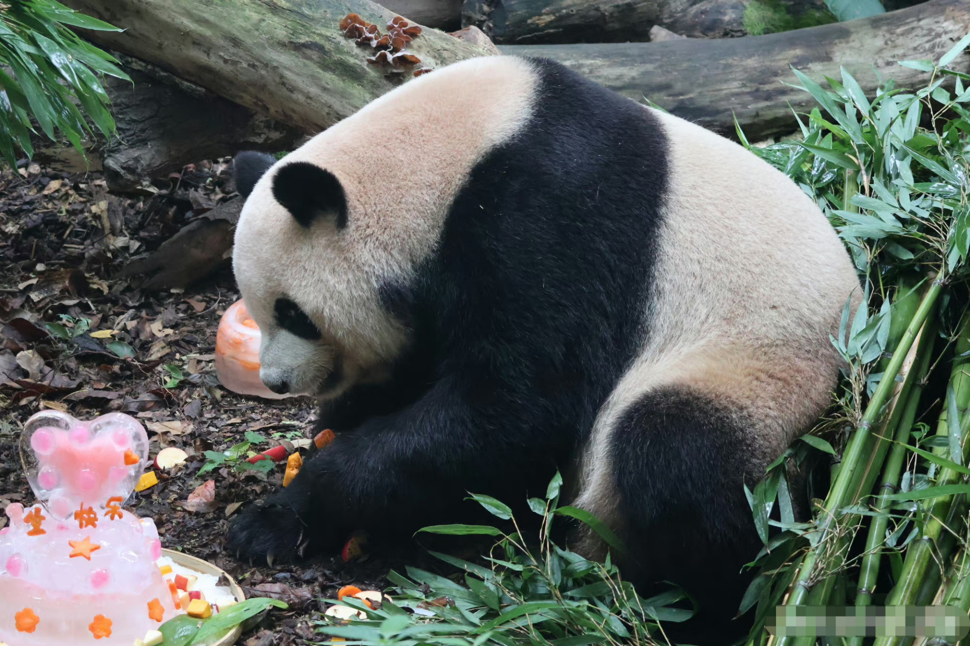 陈园润祝前夫哥功仔15岁生日快乐[偷笑][大笑]#大熊猫