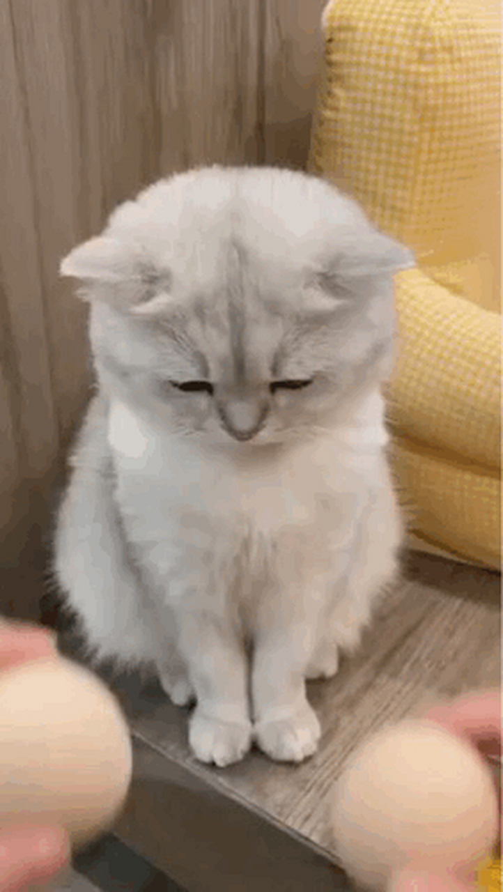 猫咪慢慢抬起哀怨的眼神[笑哭]#萌宠# #gif创作人# #猫咪