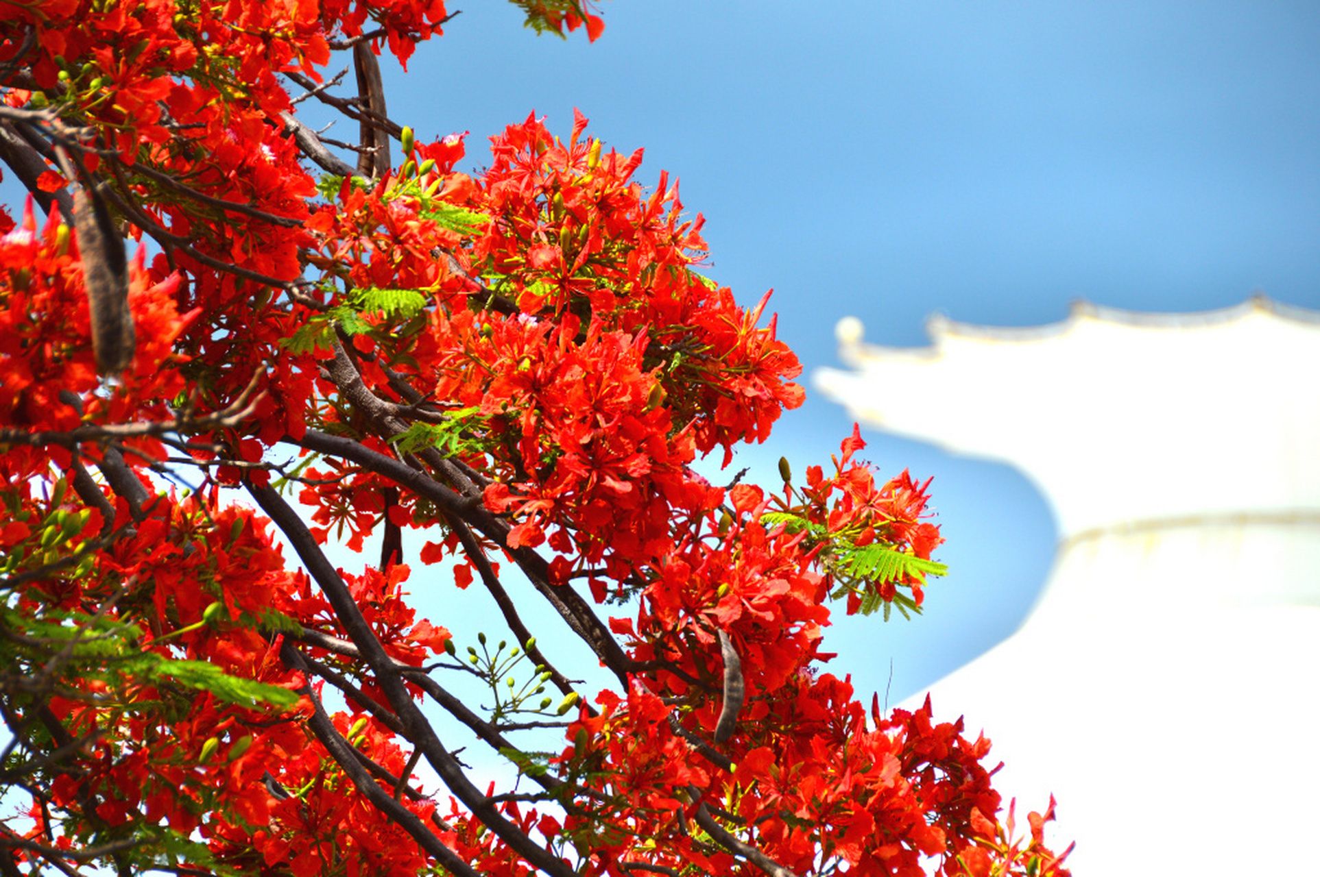 五月,海南三亚的凤凰花盛放.