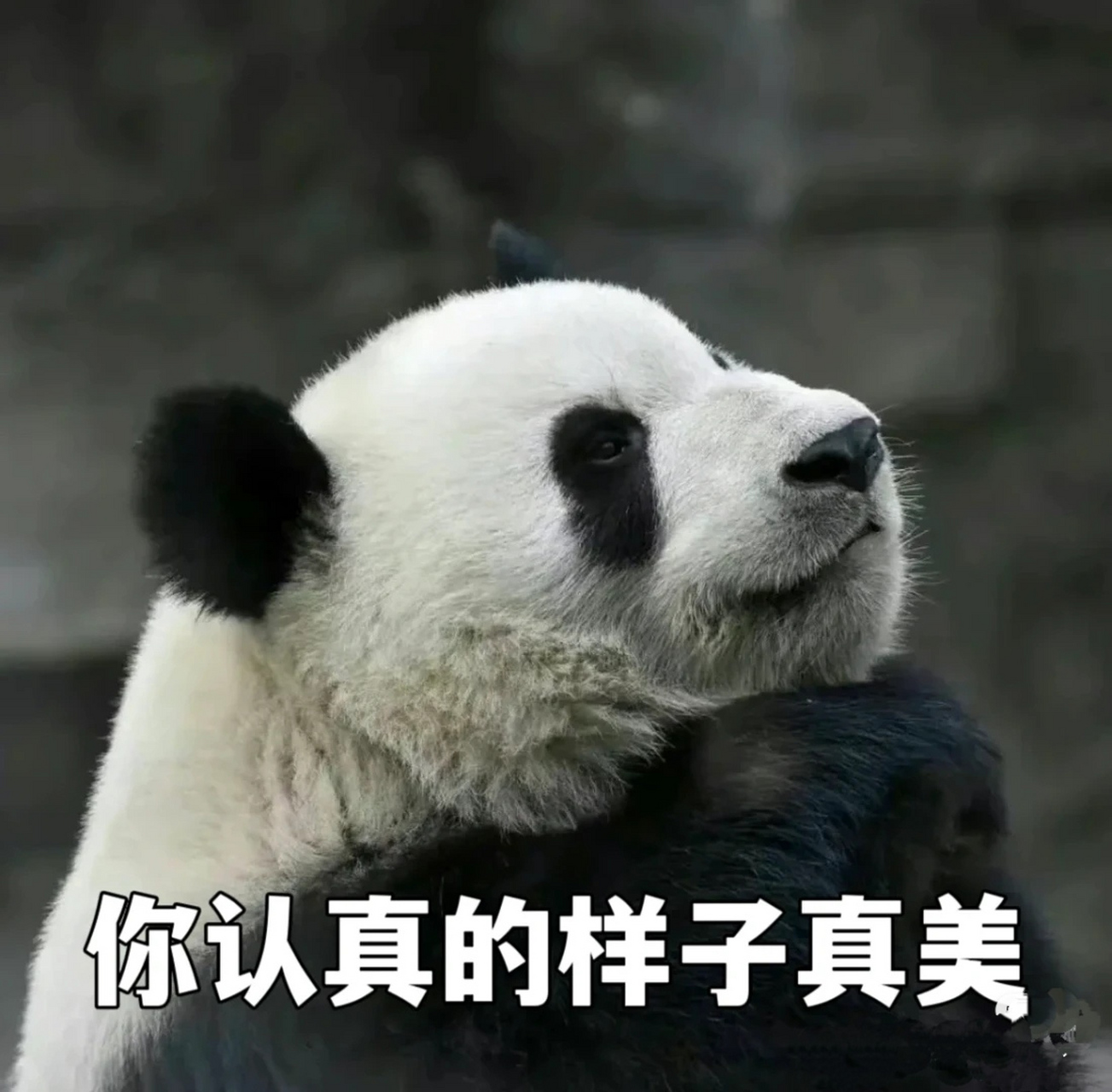 "萌兰"营业 还有迷倒万千日本人的"香香"表情包(后四图) #熊猫萌 