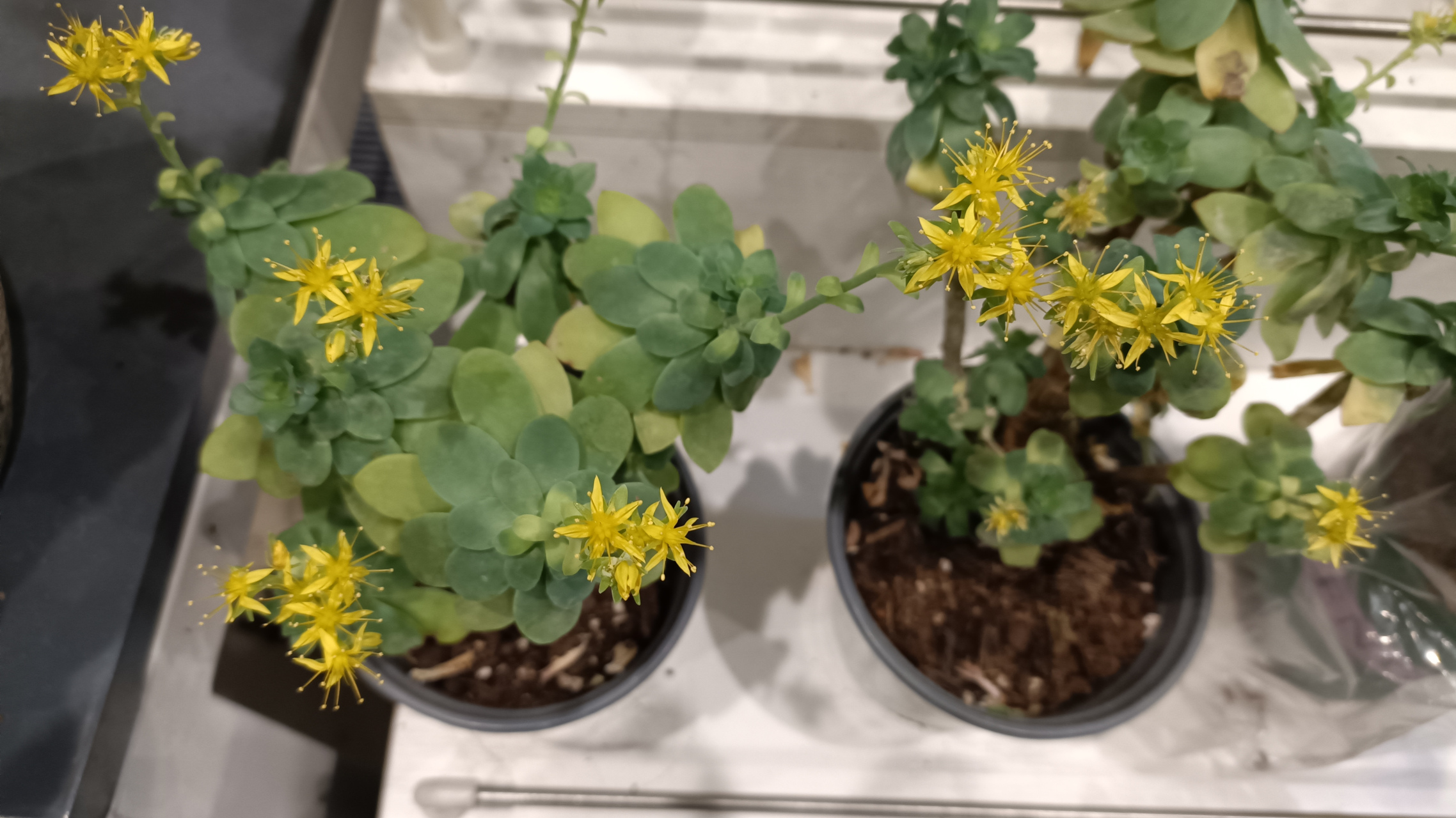 玉龙观音开花了,肉肉植物的花一般都比较小,玉龙观音开出来的黄色小花