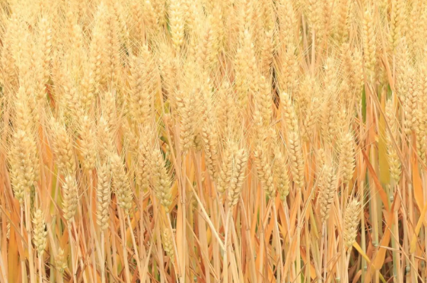 郑麦379小麦品种介绍