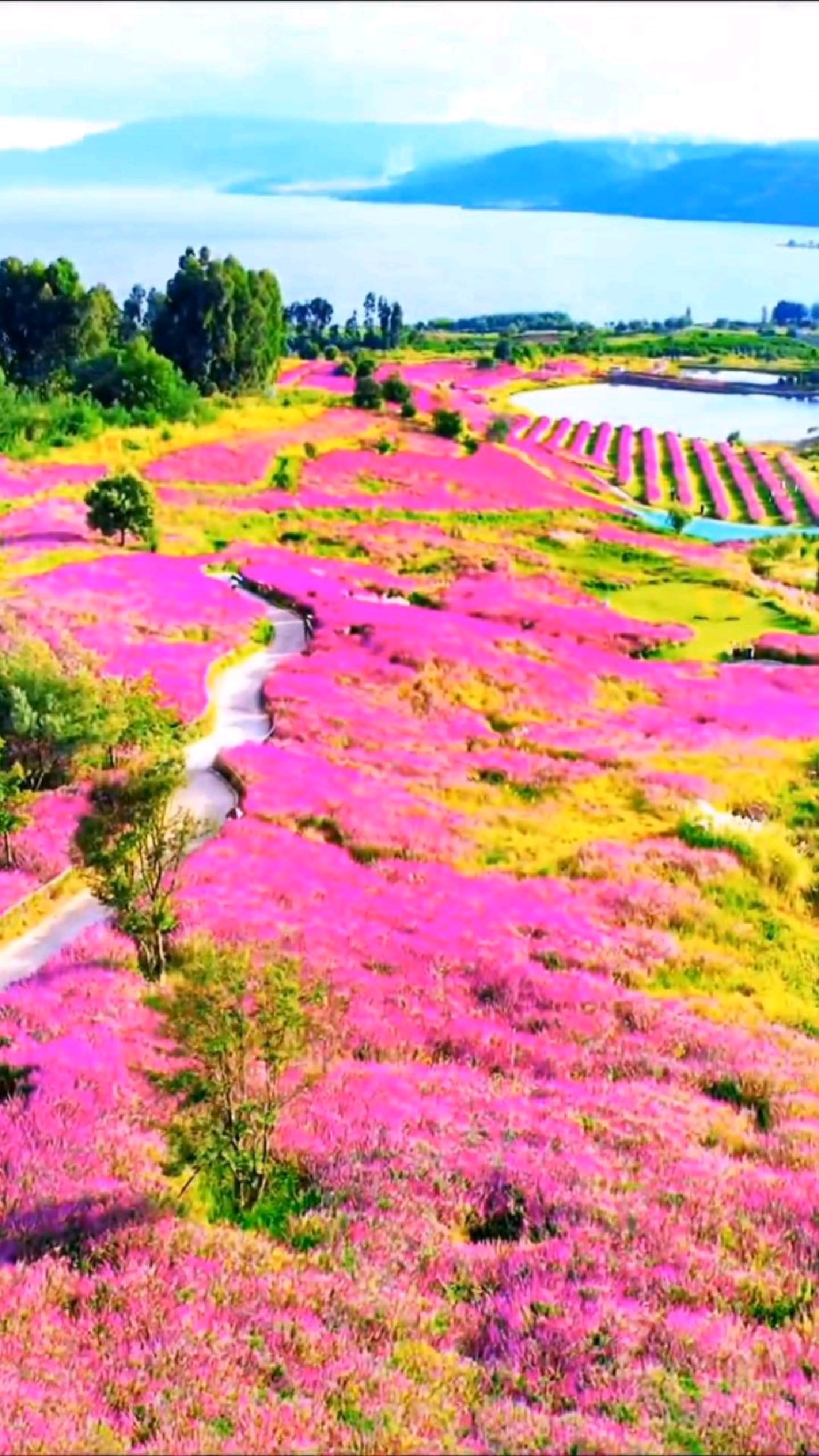 阳宗海云端花海电话图片