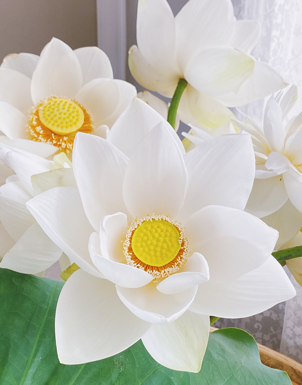 一束如同小葵一樣純白清澈的荷花 676767