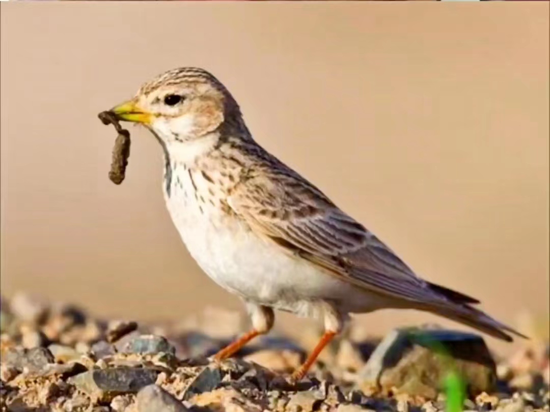 沙百灵鸟(百灵科)#百灵鸟