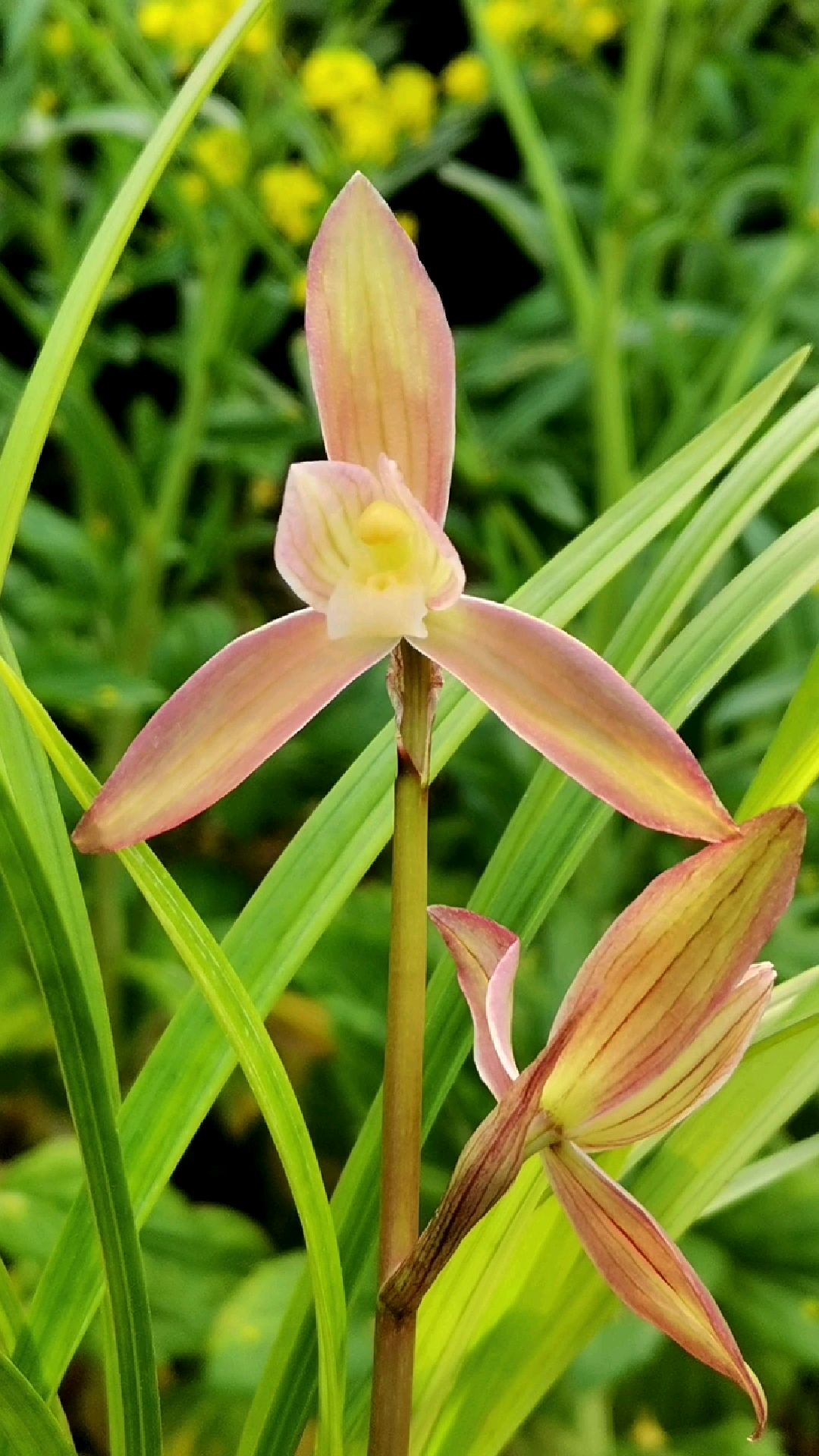 春剑红花素心雅女