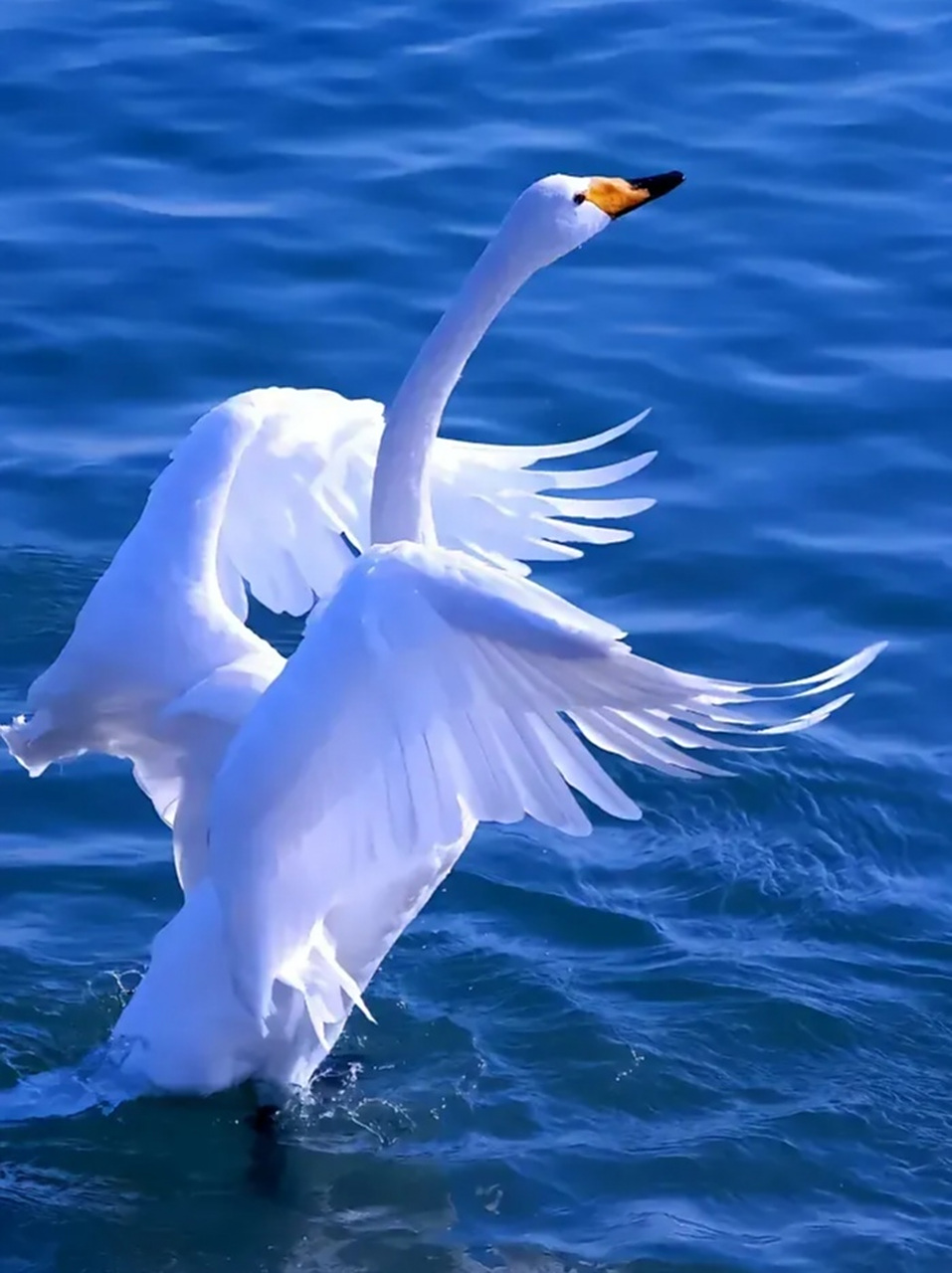 天鹅展翅