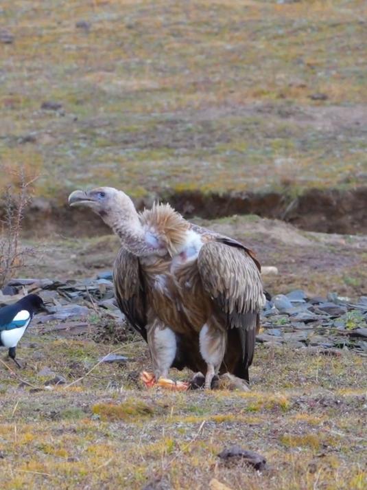 高山兀鹫吃牛蹄筋,前几日在川西拍到的