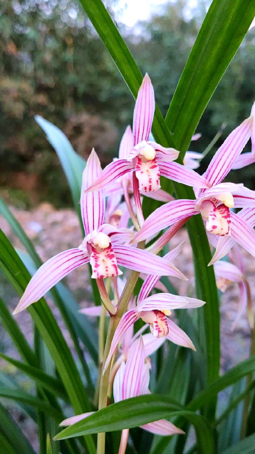 建兰兰花·红妃,秋天开出来的花色真是美.花色粉红,香味好,株形精神.