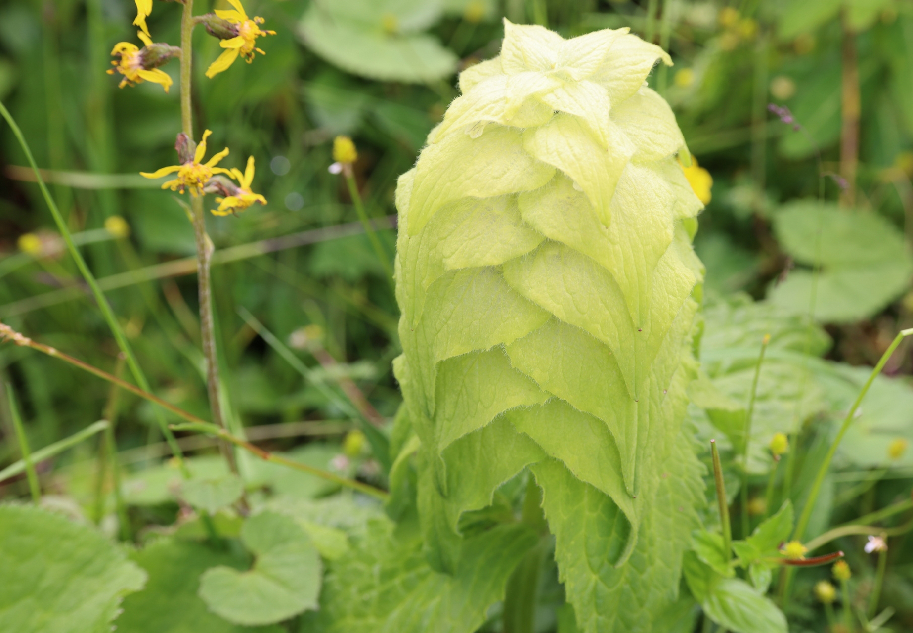 不要因为着急赶路,忽略了最曼妙的风景,而最曼妙