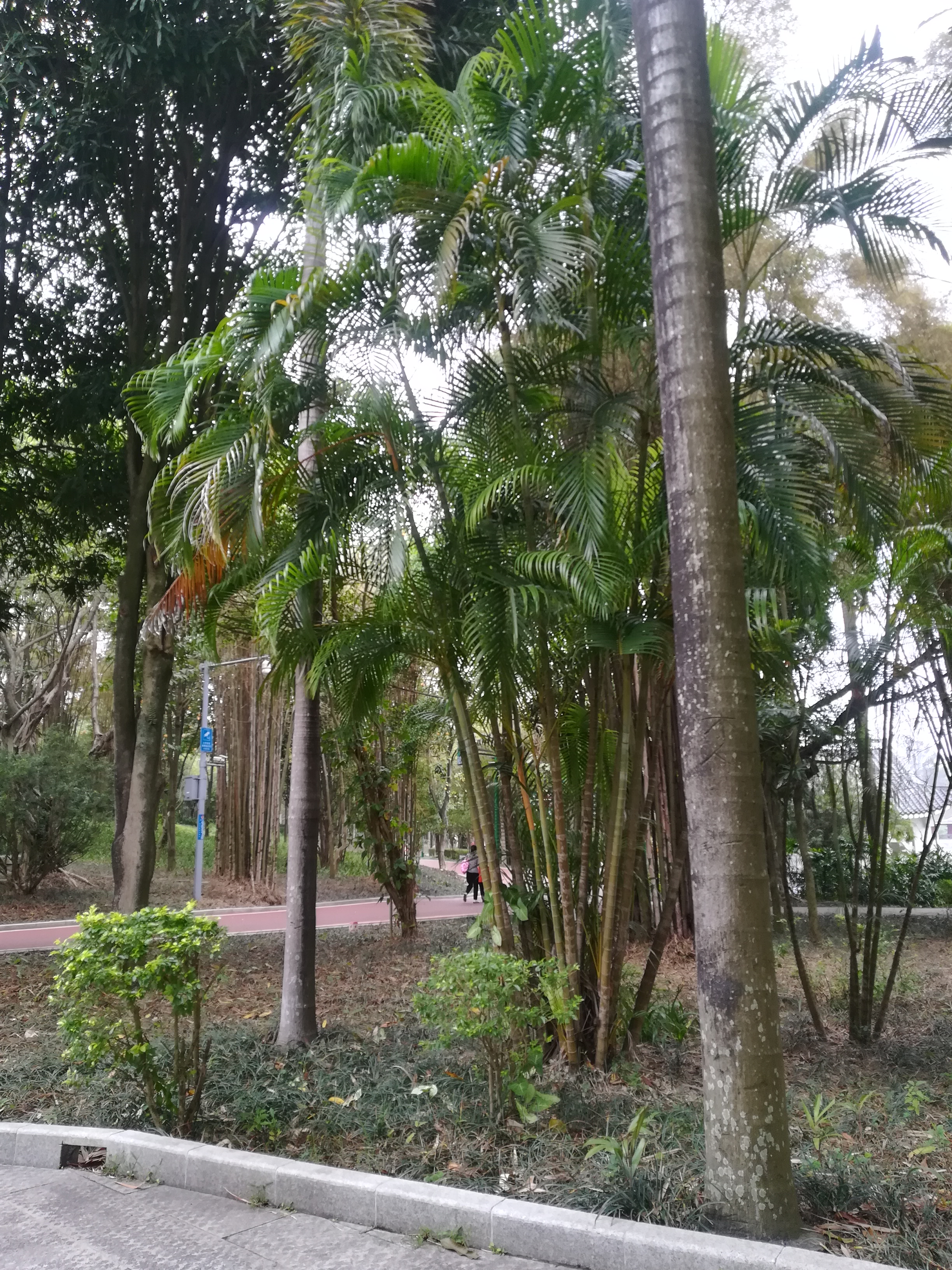 溜娃而已,南宁绿灯行旅游到狮山公园