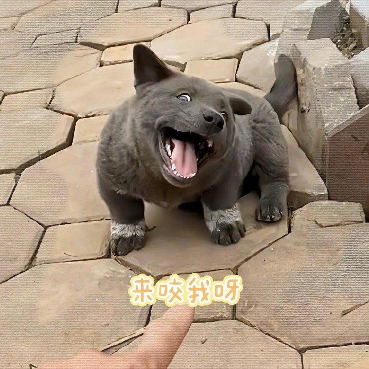 狗子:我脸伸过来了,唉呀!我又躲开了,来打我啊笨蛋.