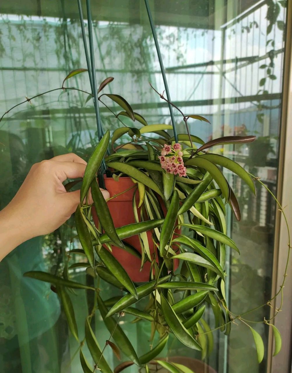 漂亮盆栽-威特球兰