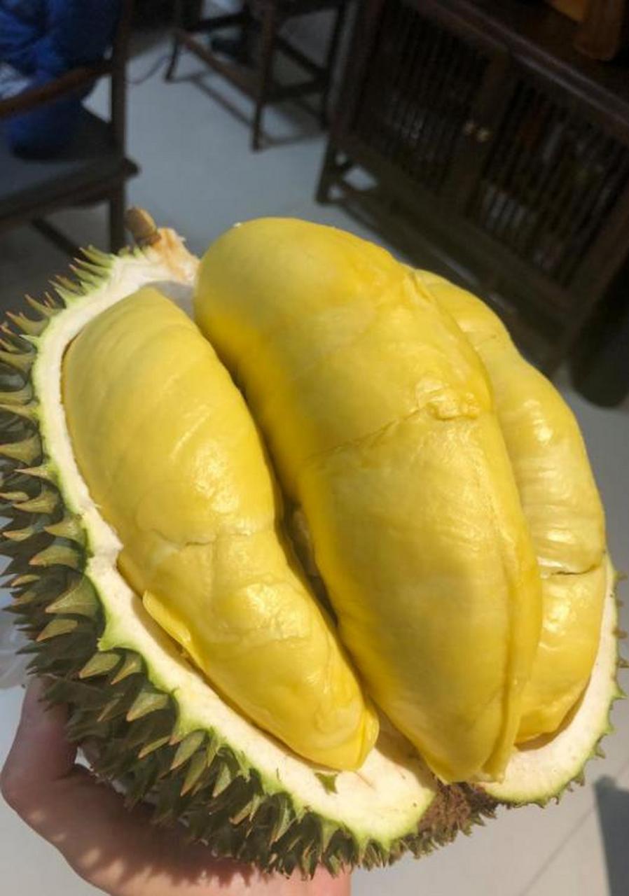 这种榴莲真的是现实中能开到的吗?