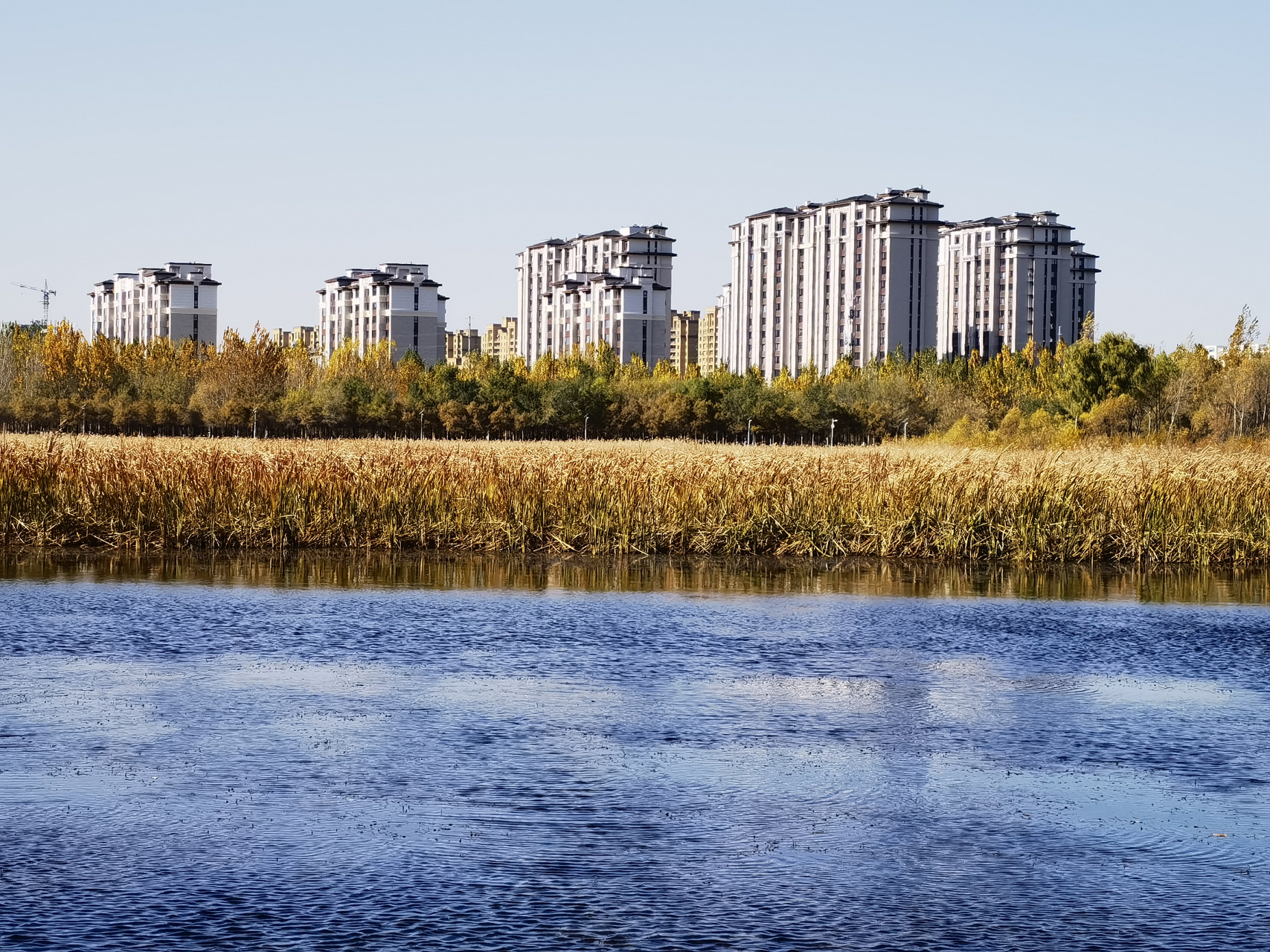 秋风起,秋叶黄,辽河公园秋意浓