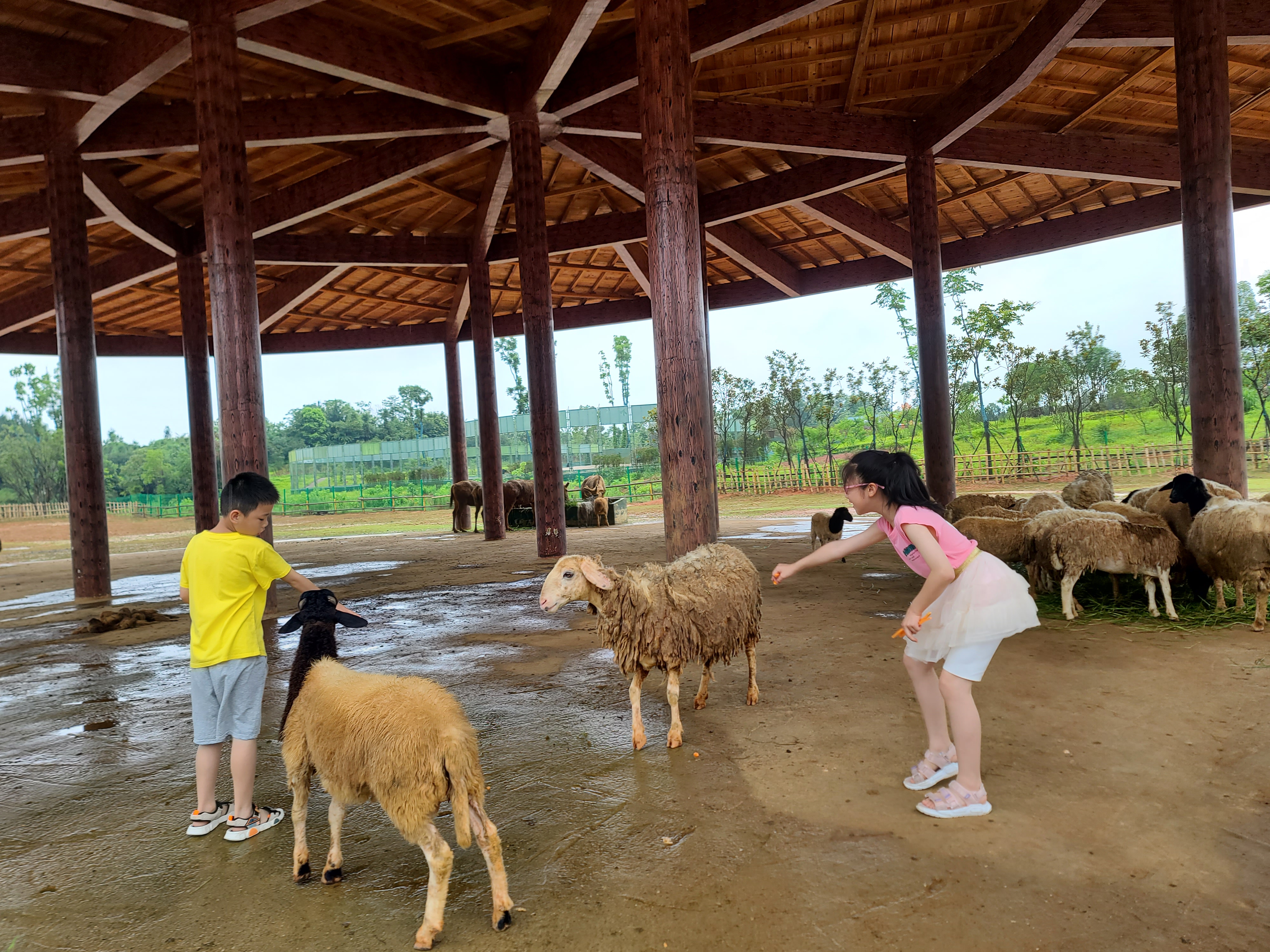 暑假遊玩推薦常德漢壽野生動物園和常德柳葉湖旅遊度假區