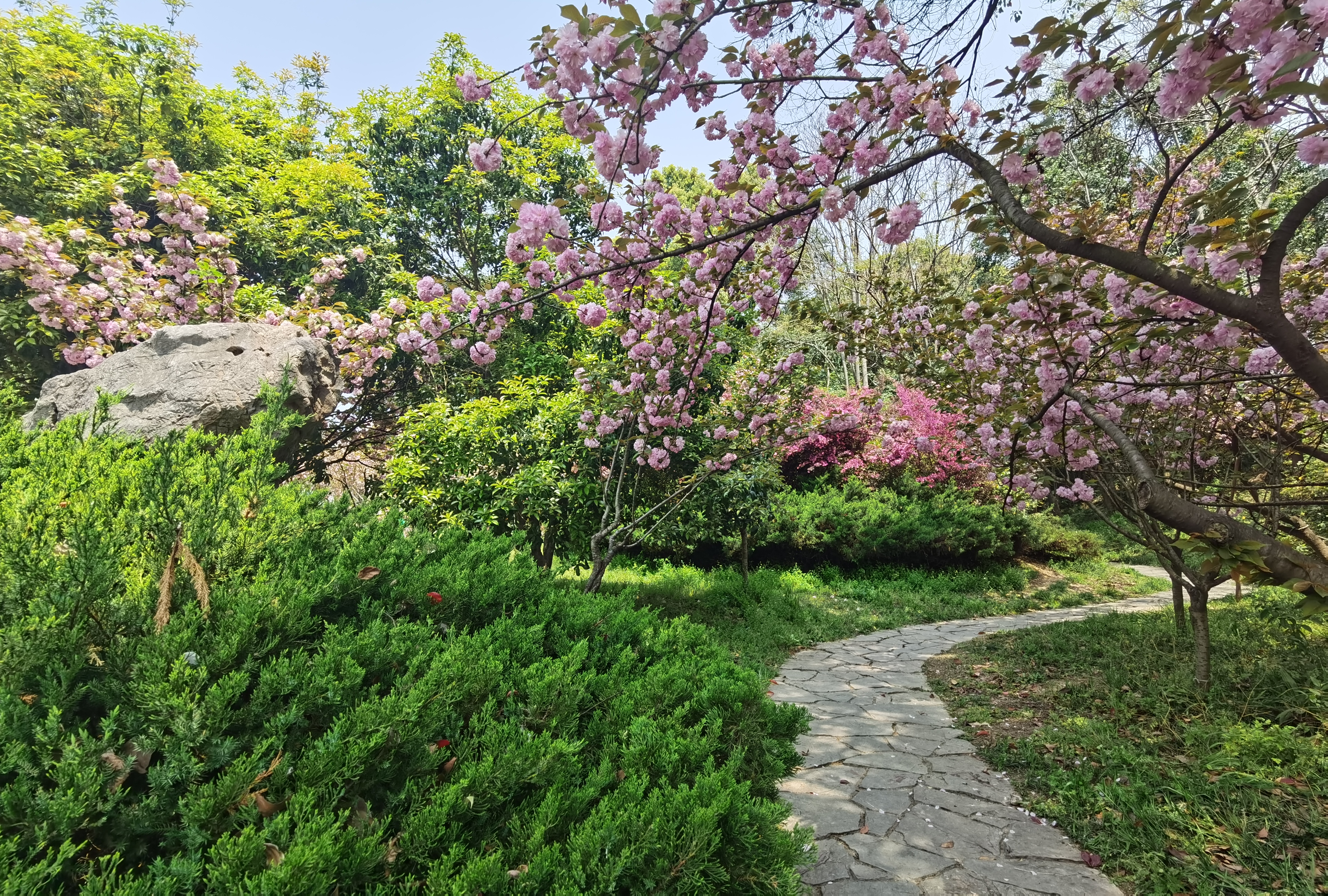 江蘇鎮江寶塔山公園有株綠色櫻花