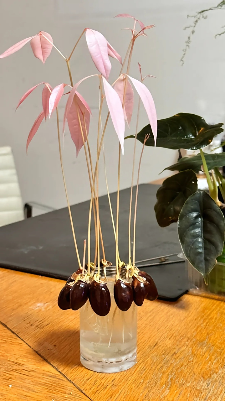 吃完的荔枝核不要丢,水培荔枝太仙了!