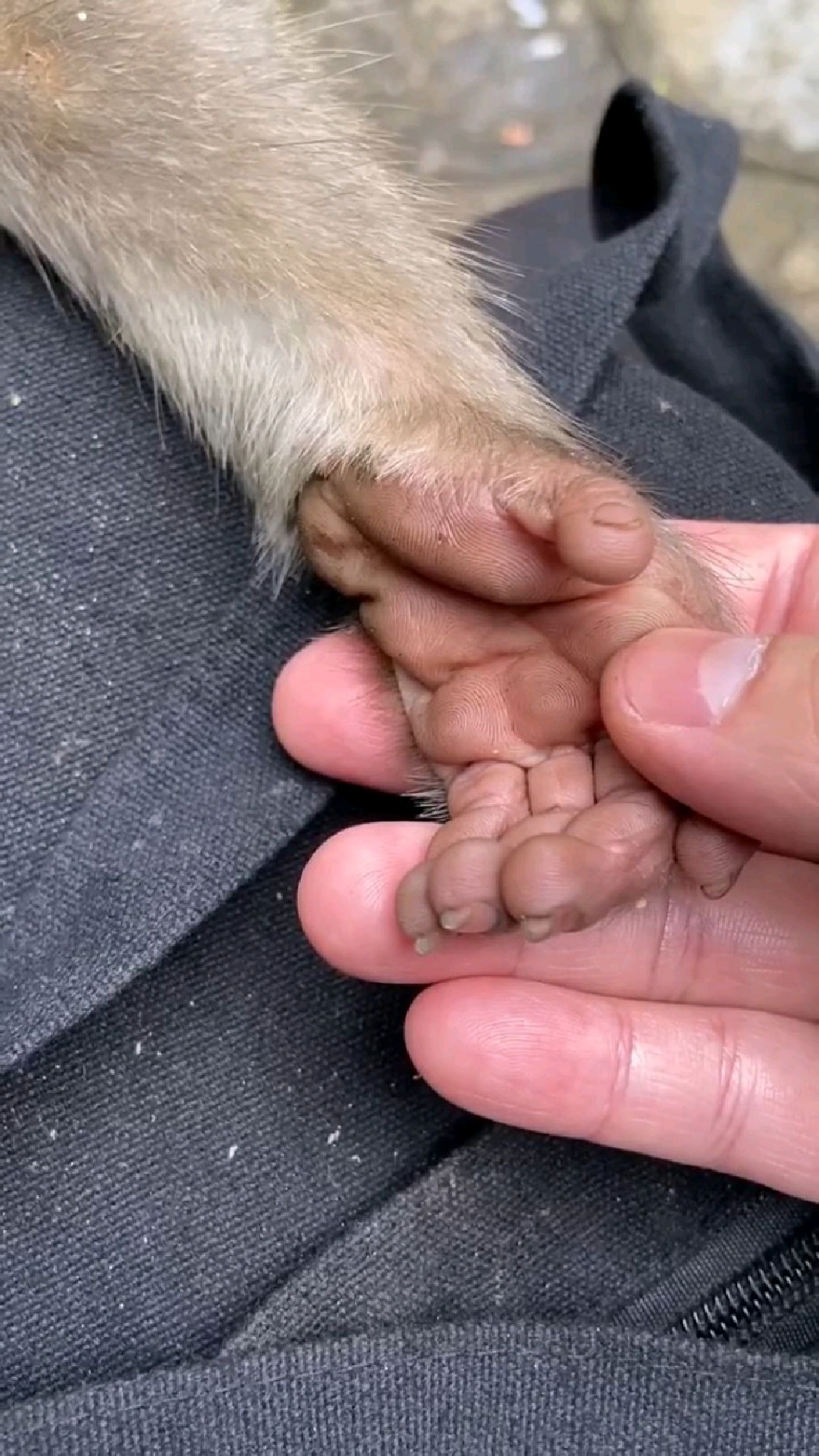 这猴子的手好看.