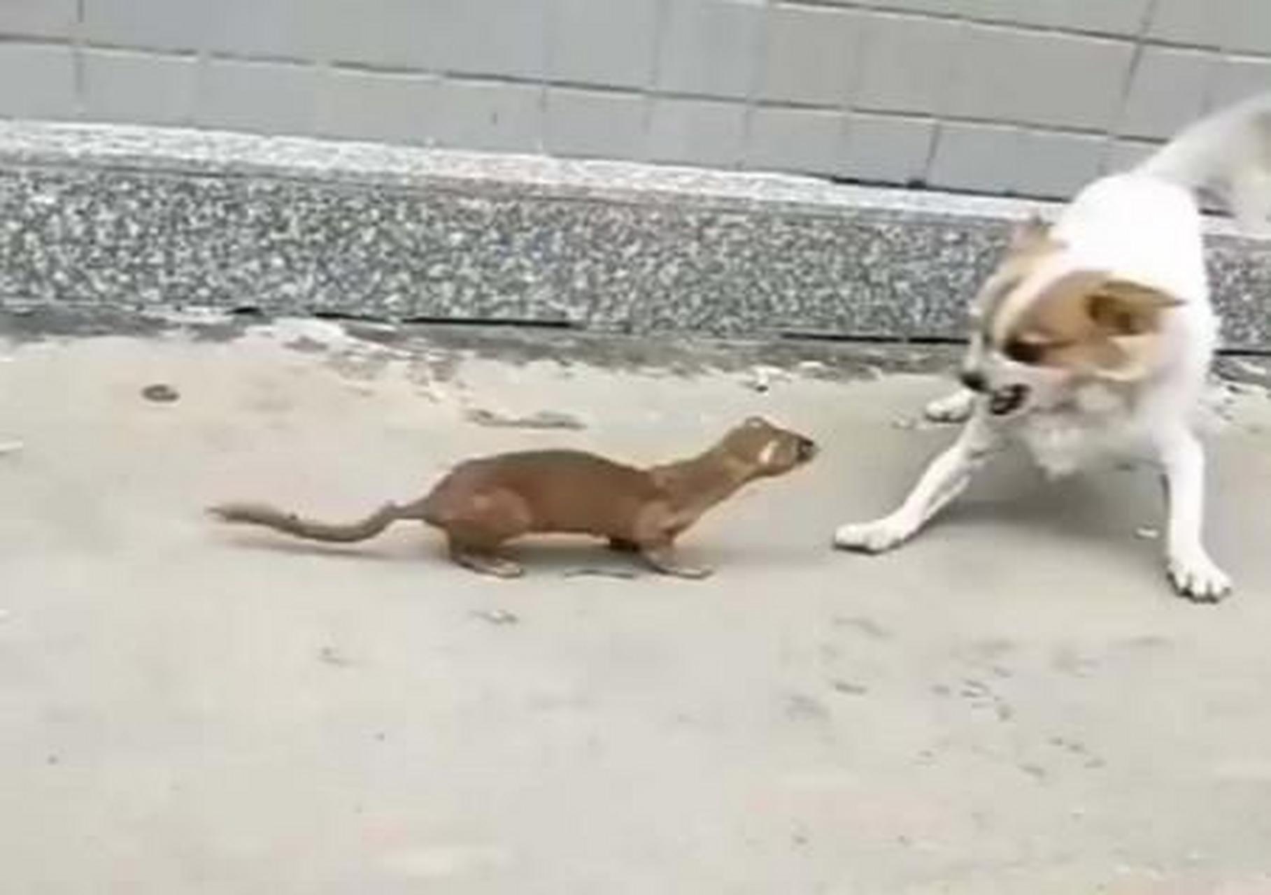 黄鼠狼大战狗子,好奇狗子被吓得连忙后退!黄鼠狼:黄大仙是白叫的吗?