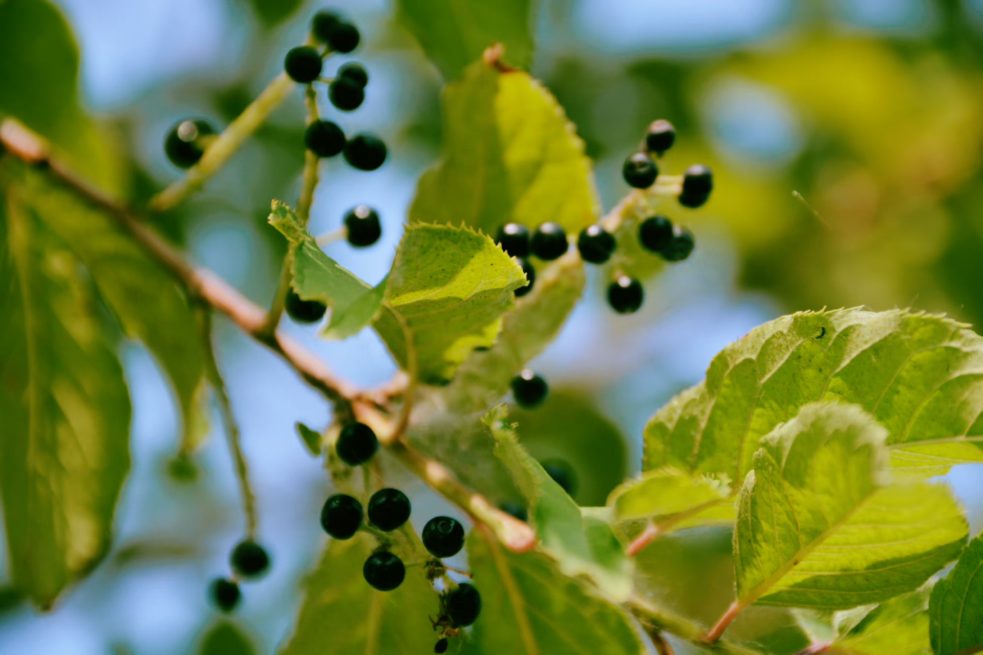 斑叶稠李树果实