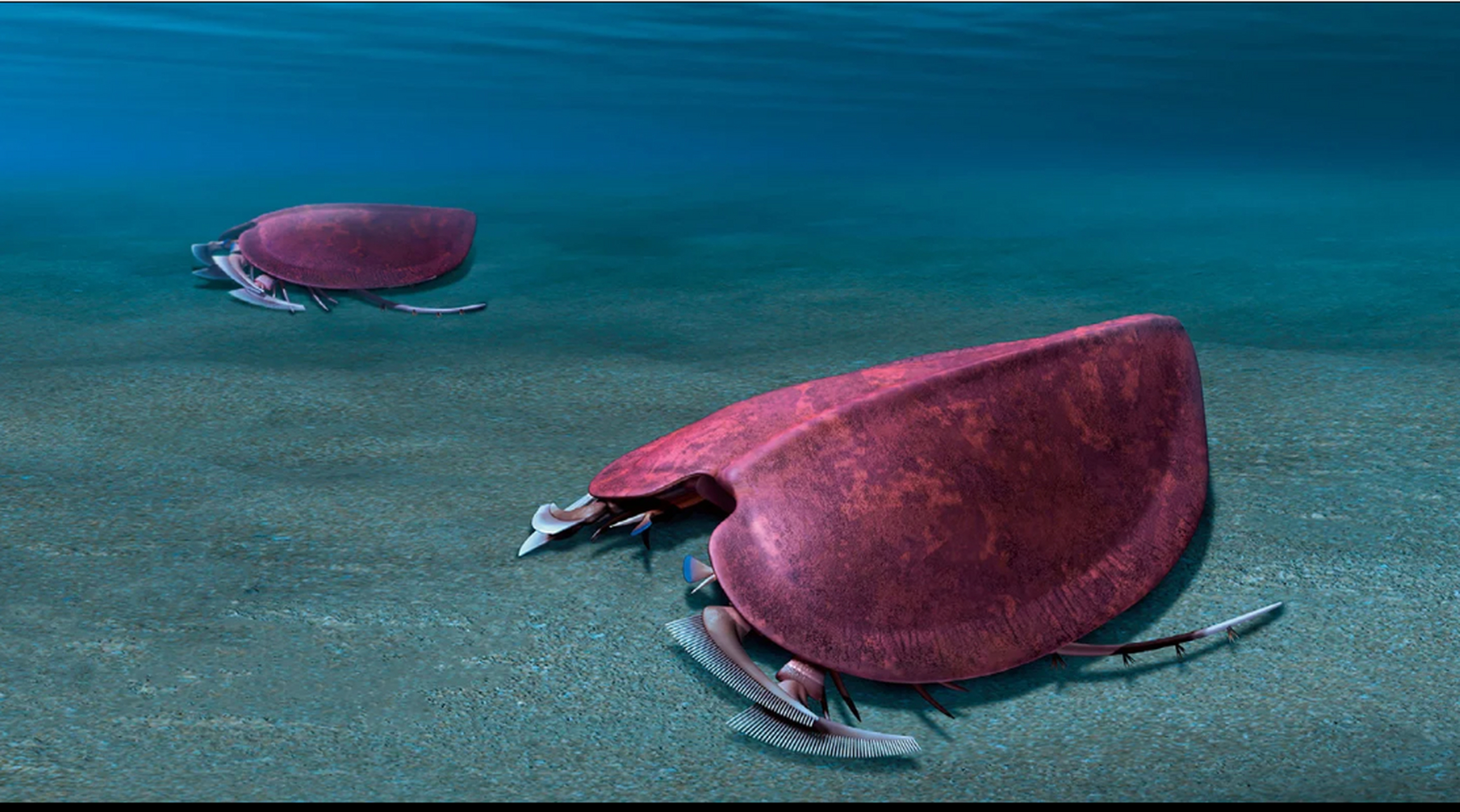 远古生物探秘——嗜泥盔虫 嗜泥盔虫是存活于志留纪的一种节肢动物