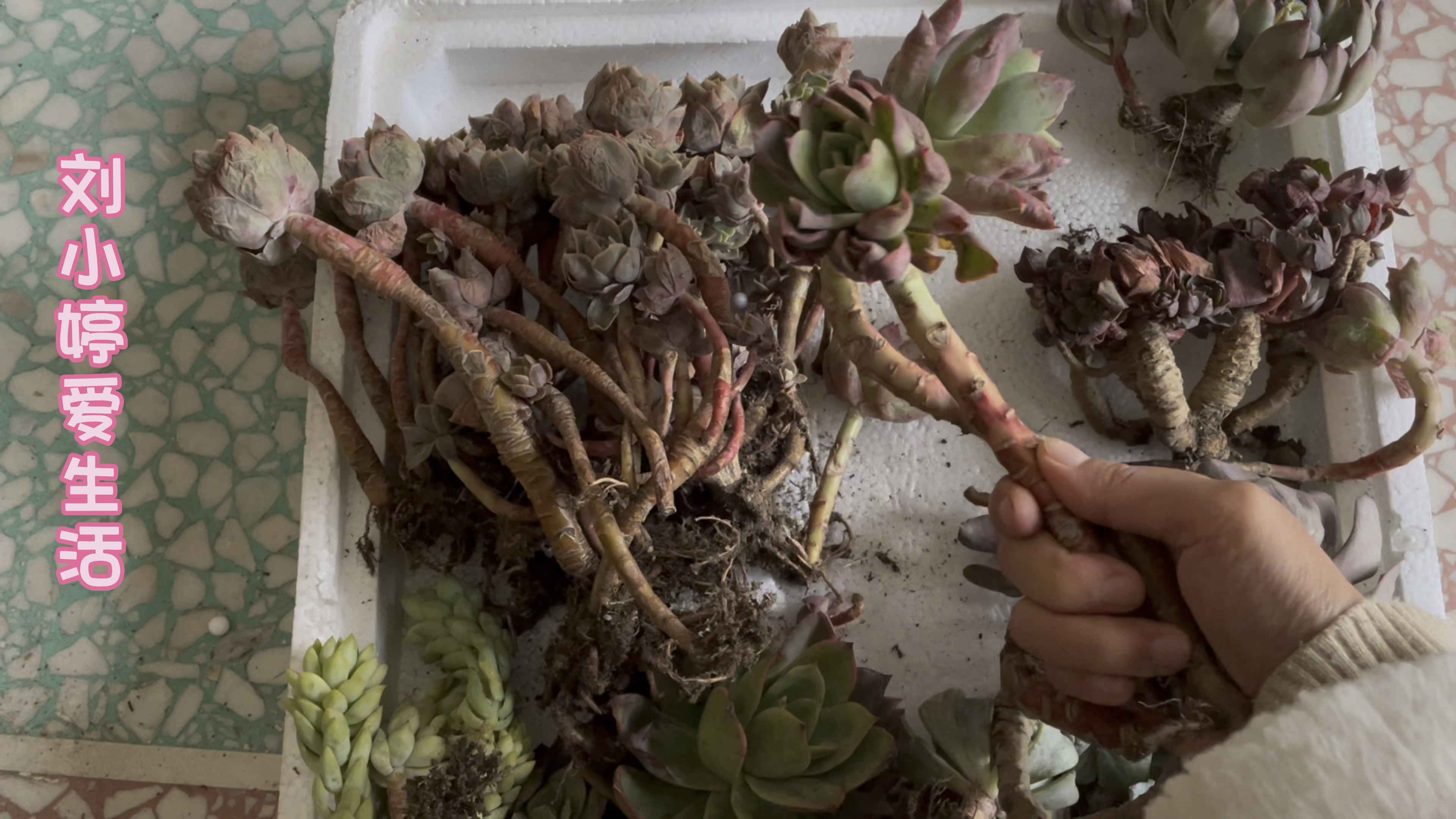 神仙花友送了一箱多肉给我,丝绸面纱、央金、璇叶姬星美人