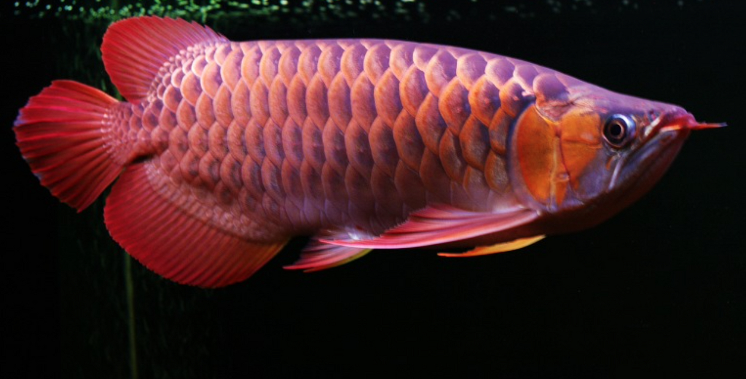 金龙鱼:又叫美丽硬仆骨舌鱼:又名亚洲龙鱼,金龙鱼.