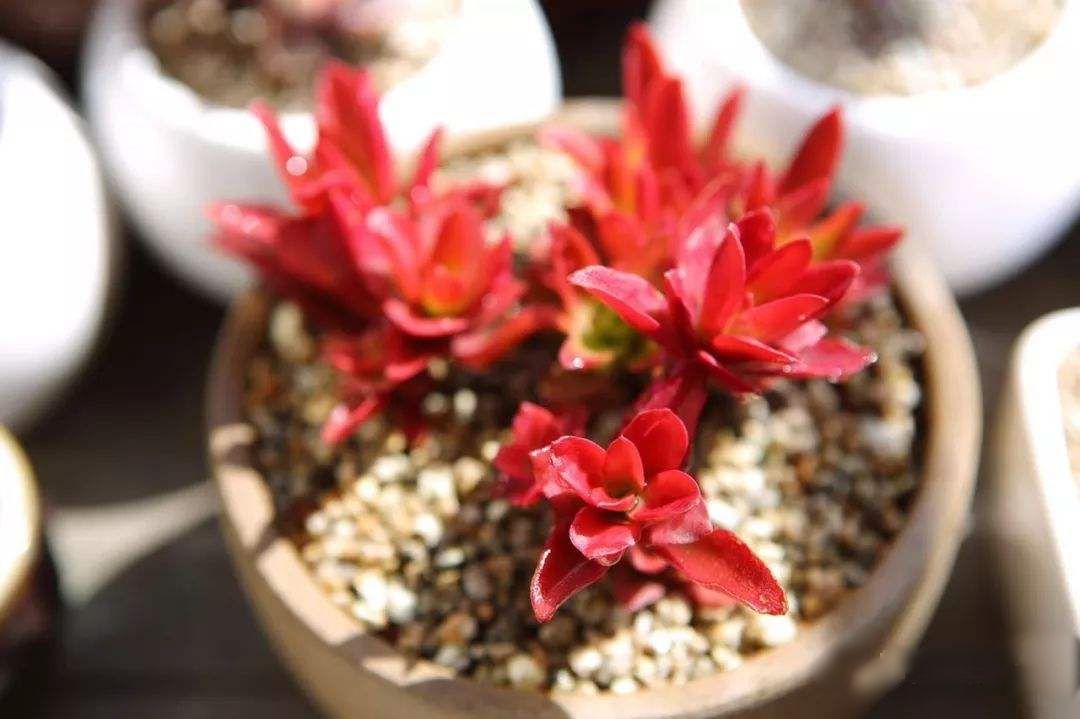 多肉火祭,生长一年却只为绽放一季!新手也能养成悬崖桩