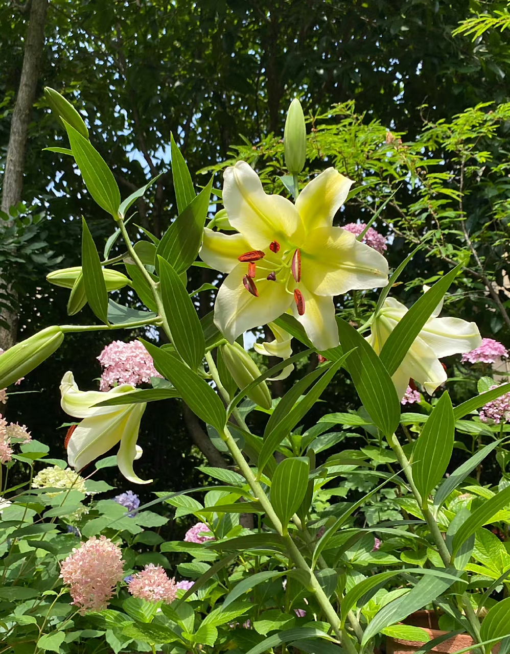 木门百合,香气馥郁. 傍晚下大雨,幸亏去店里前把它搬到廊檐下了.