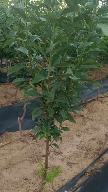 国峰七号李子树苗,抗寒能力强,北方省份都可种植
